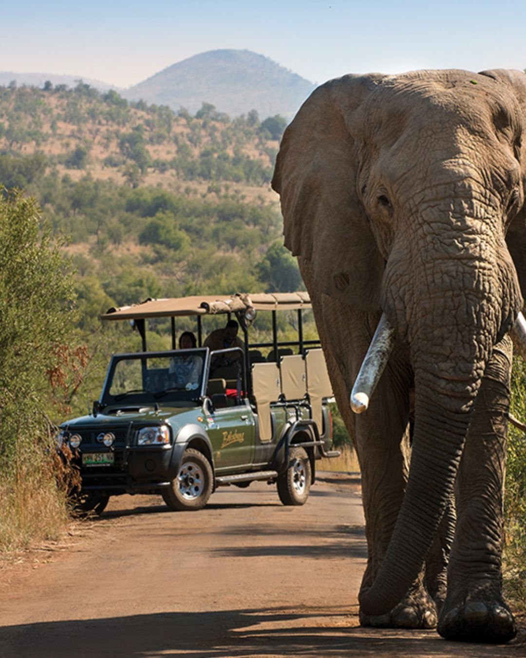 South Africa - Big 5 Safari plus Cape Town from £2,525pp