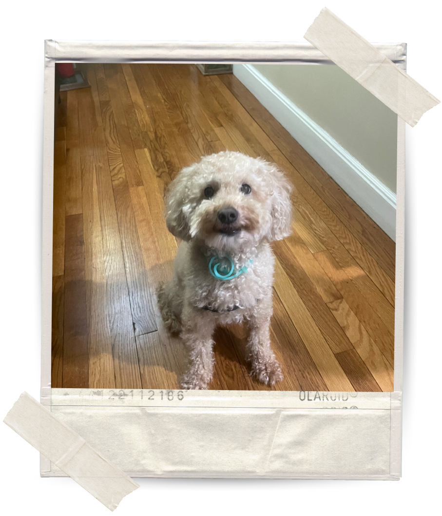 A small curly-haired dog with a blue collar sitting on a hardwood floor and looking up.