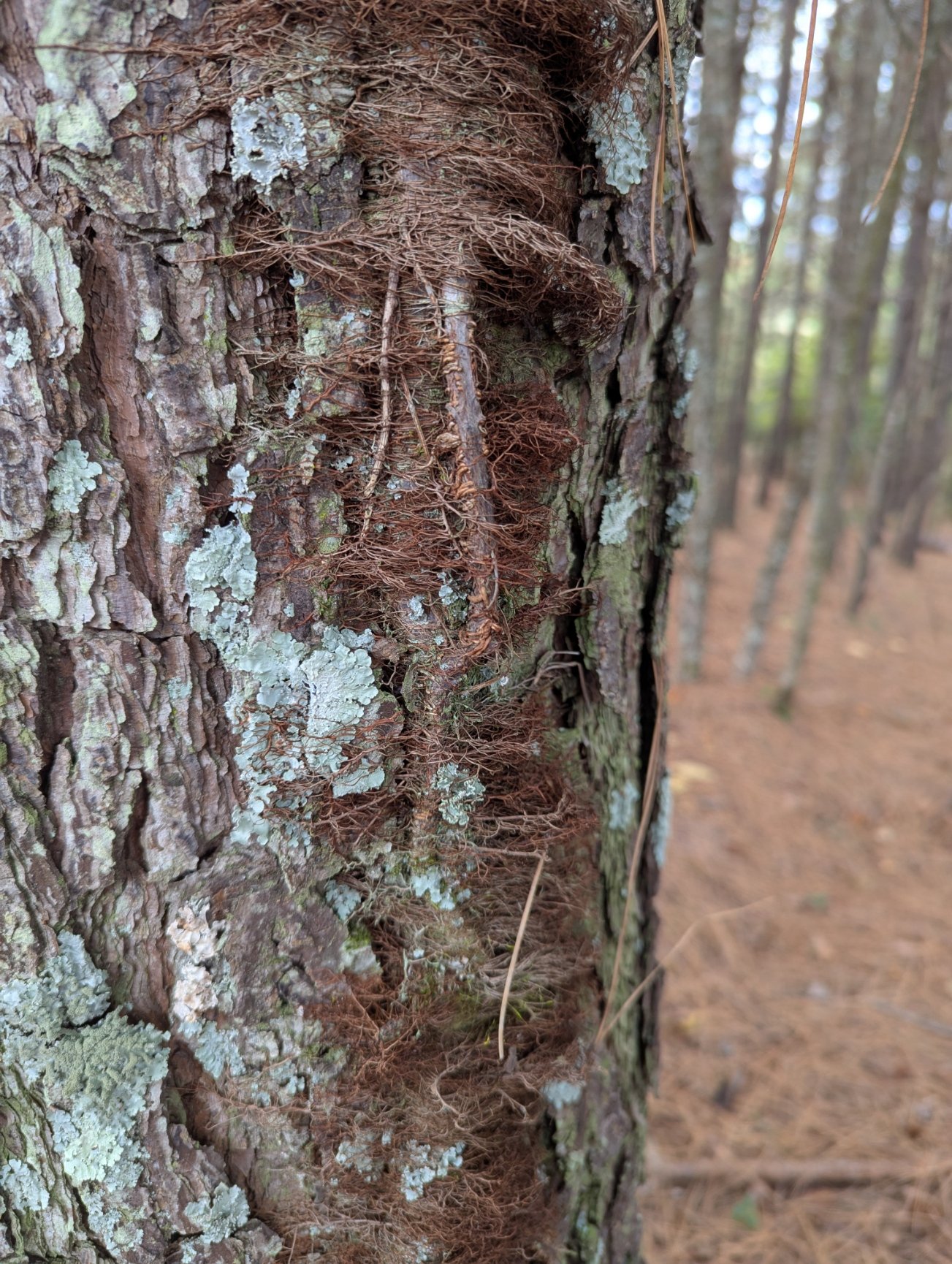 Close-up of a tree trunk with bark, moss, lichen, and a root growing up a tree, in a forest setting.