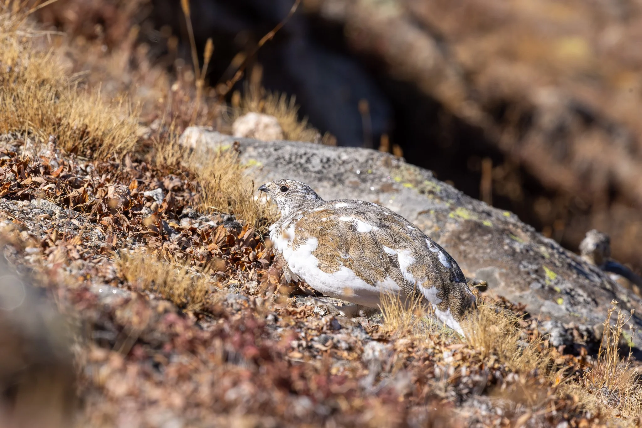 White-tailed Ptarmigan, Rocky Mountain NP, Colorado