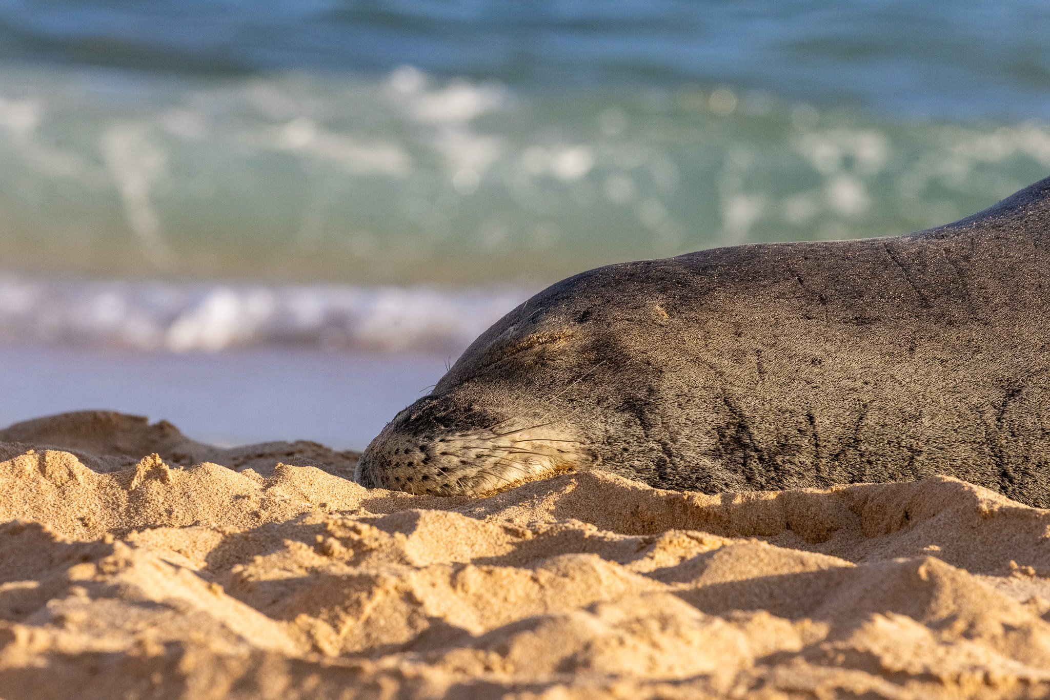 Hawaiian monk seal