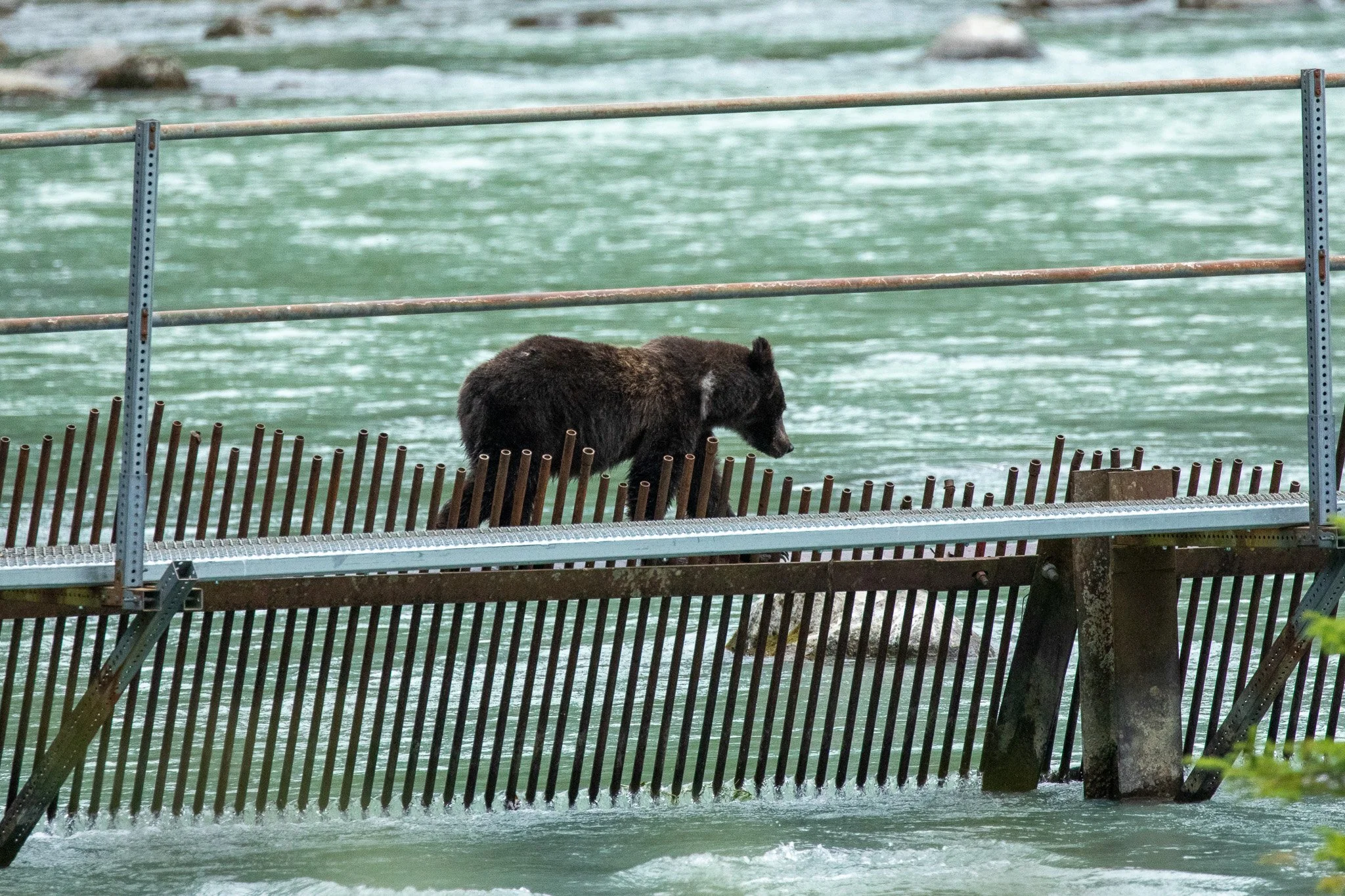 Lulu's cub, Haines, AK August 2023