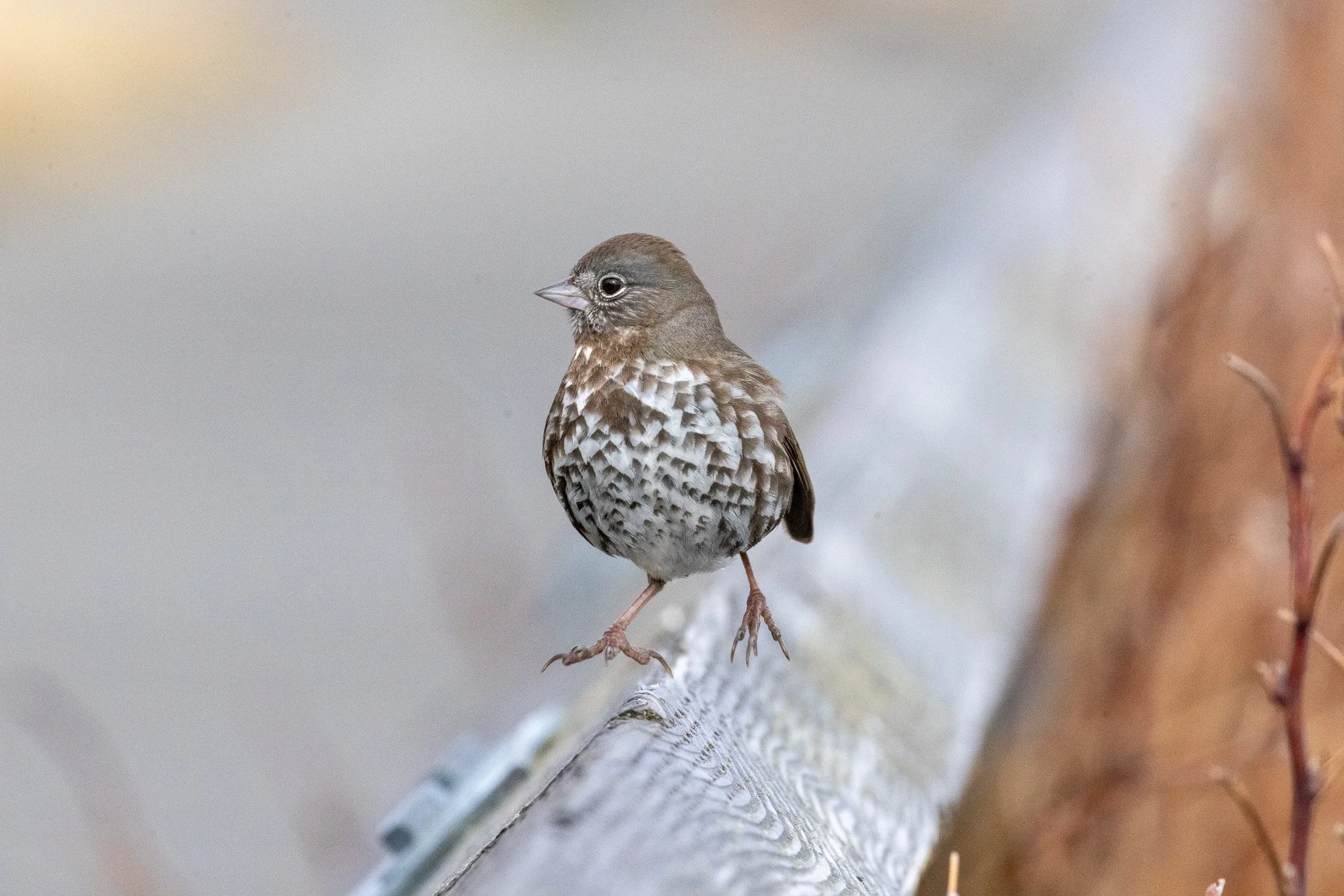 Fox Sparrow