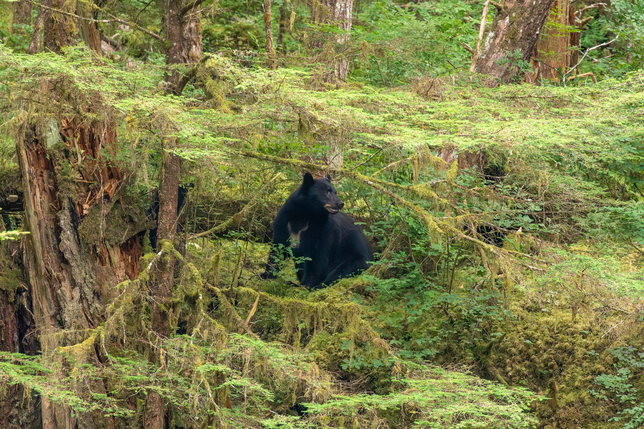 Black Bear - Tongass National Forest, AK