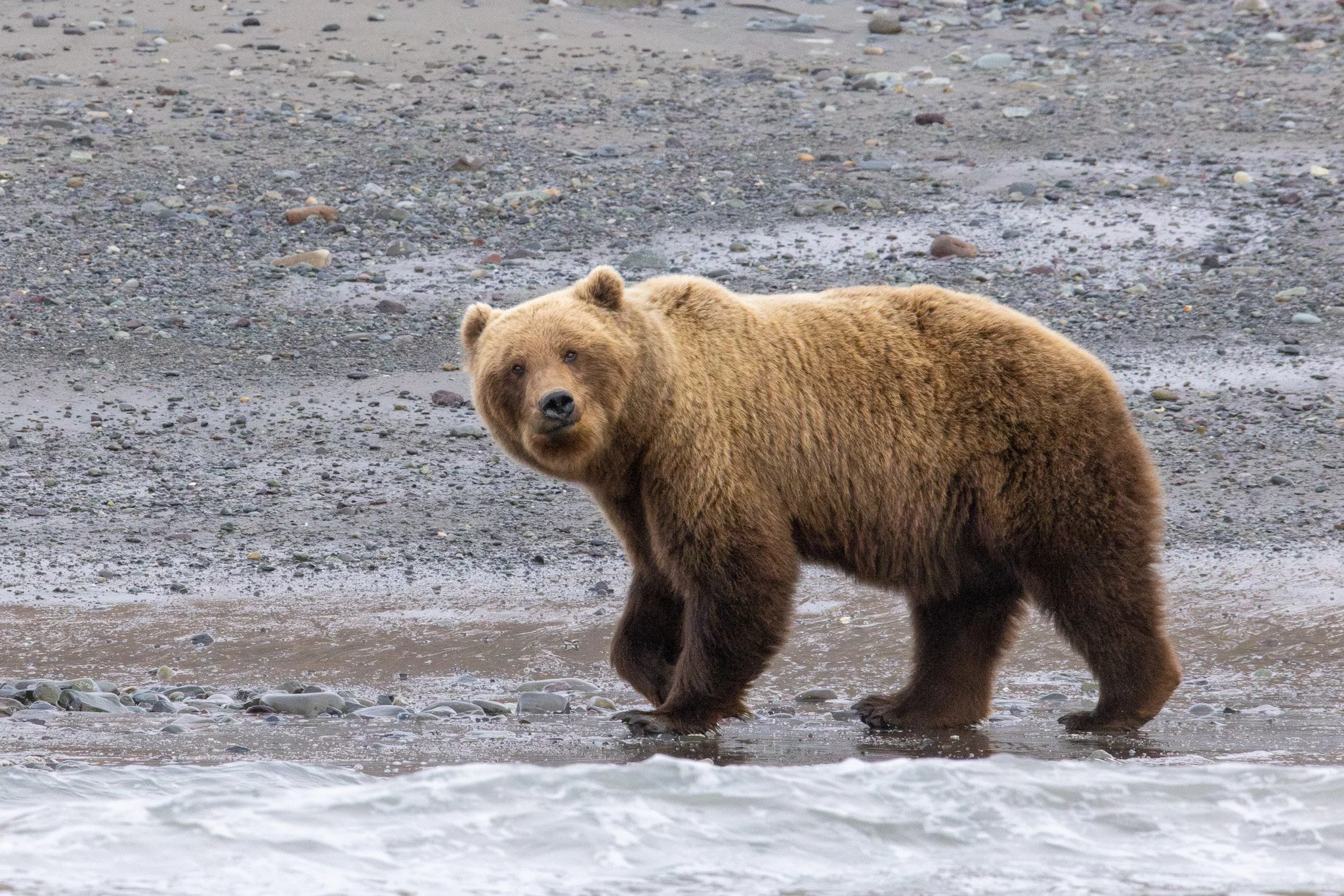 Chinitna Bay, Lake Clark NP