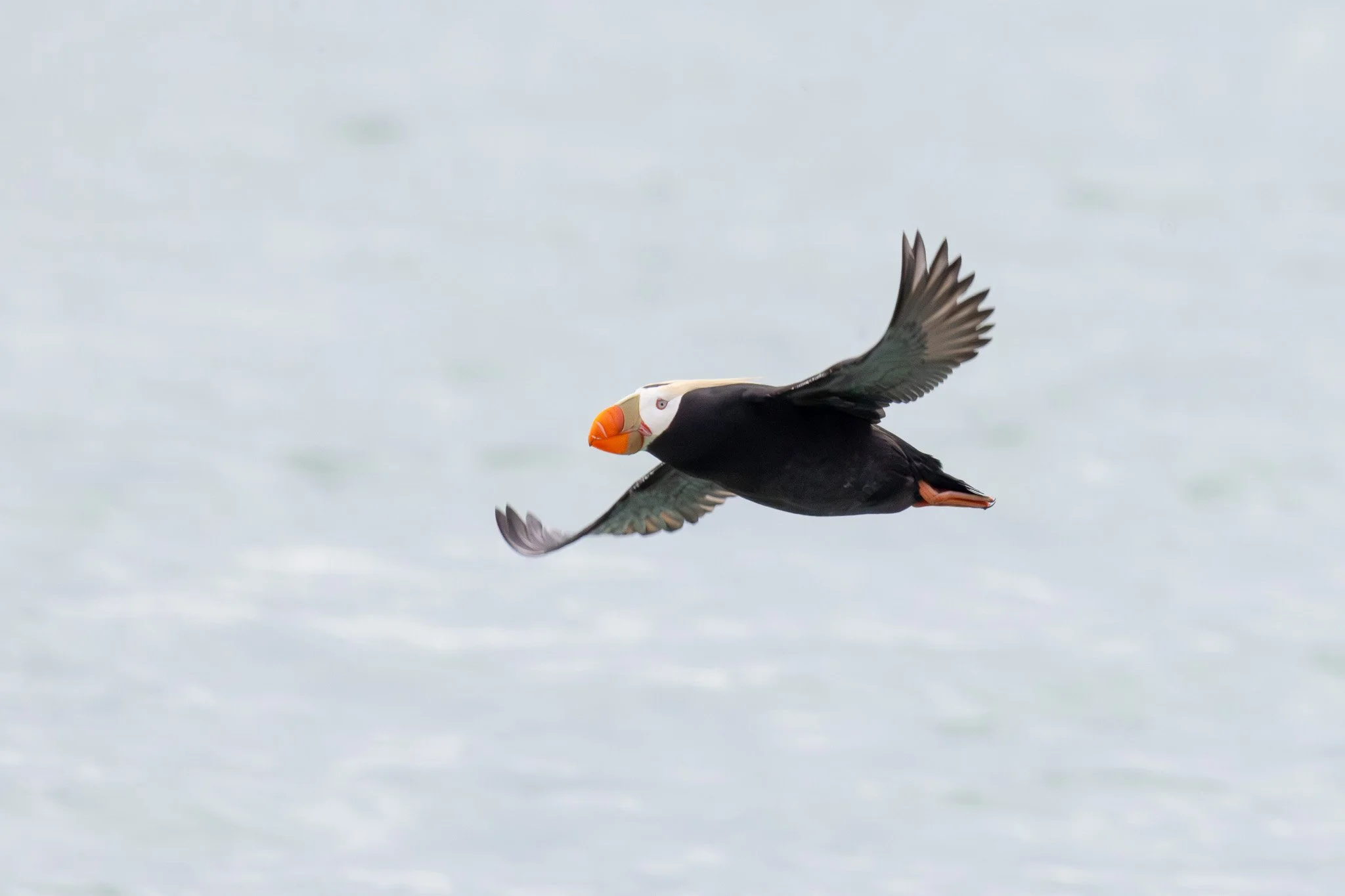 Tufted Puffin