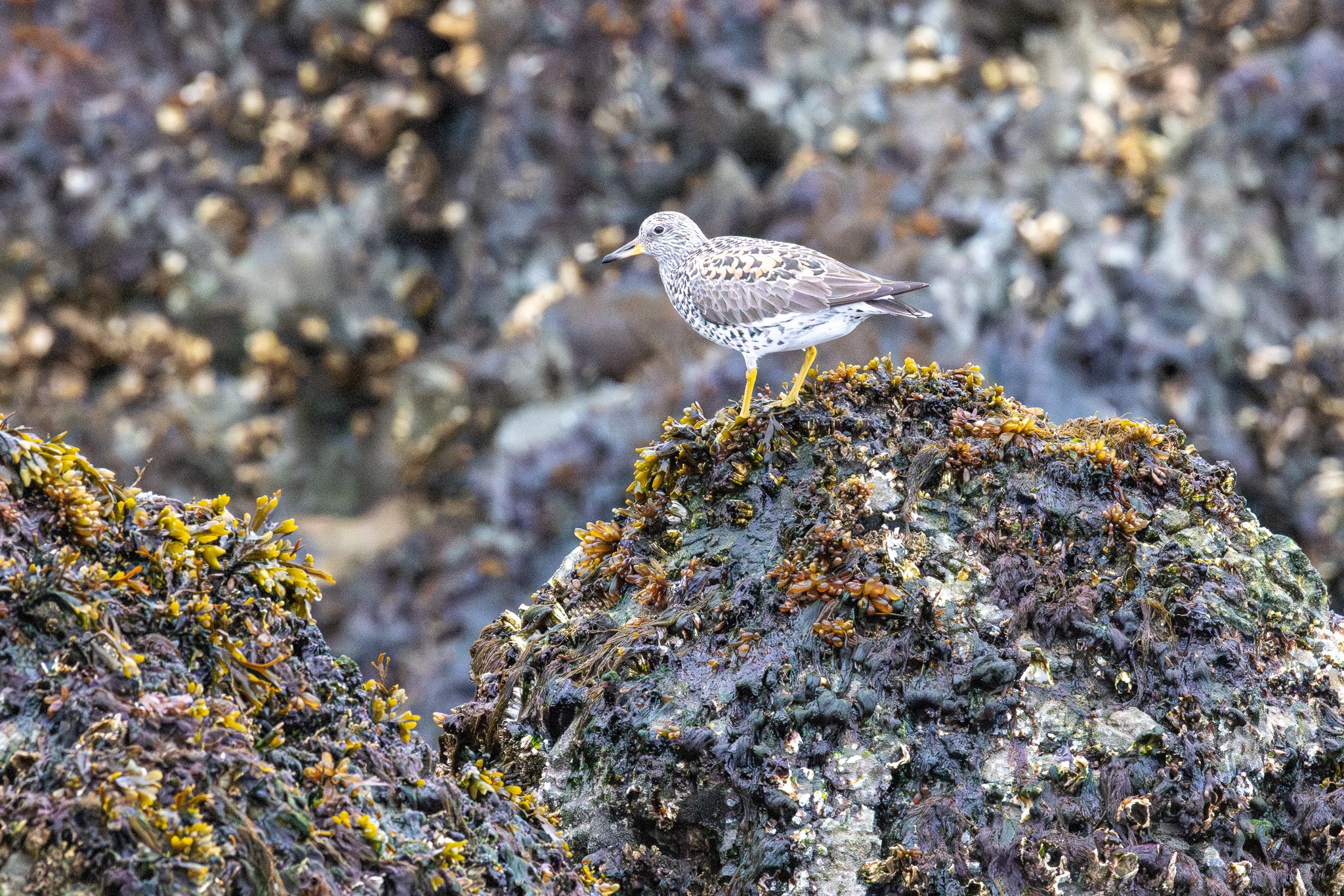 Surfbird