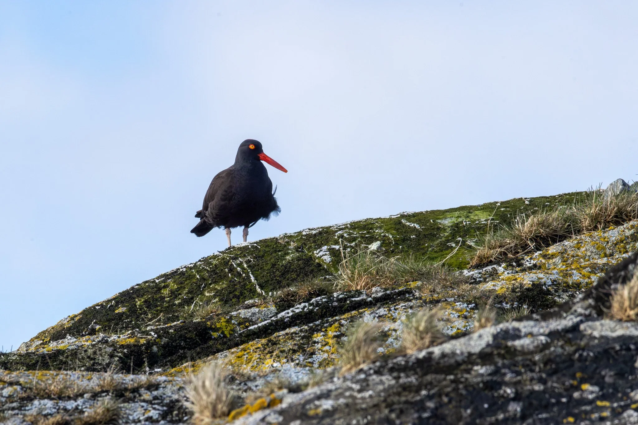 Black Oystercatcher
