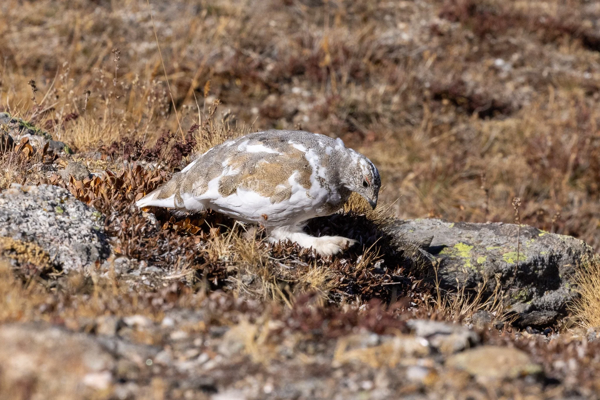 White-tailed Ptarmigan, Rocky Mountain NP, Colorado