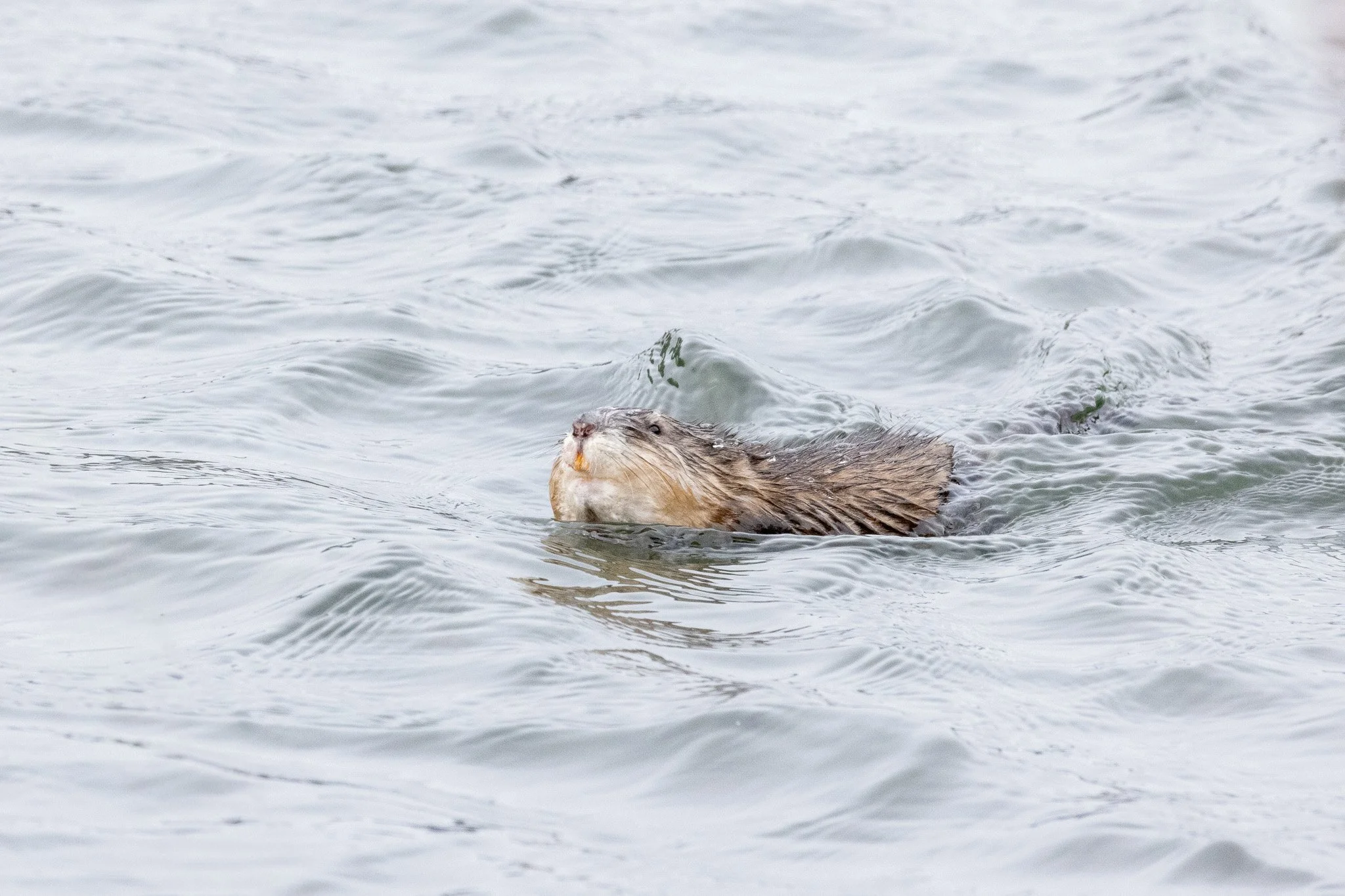 Muskrat