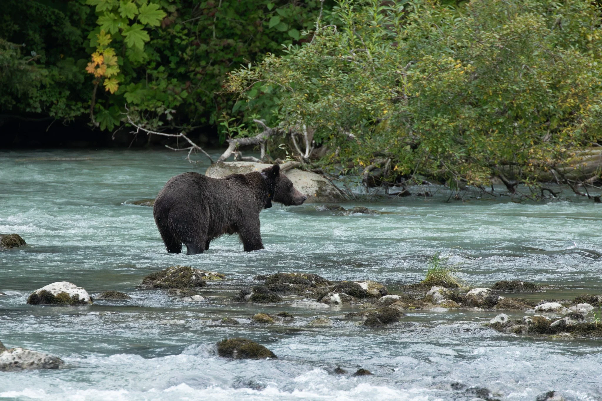 Lulu, Haines, AK