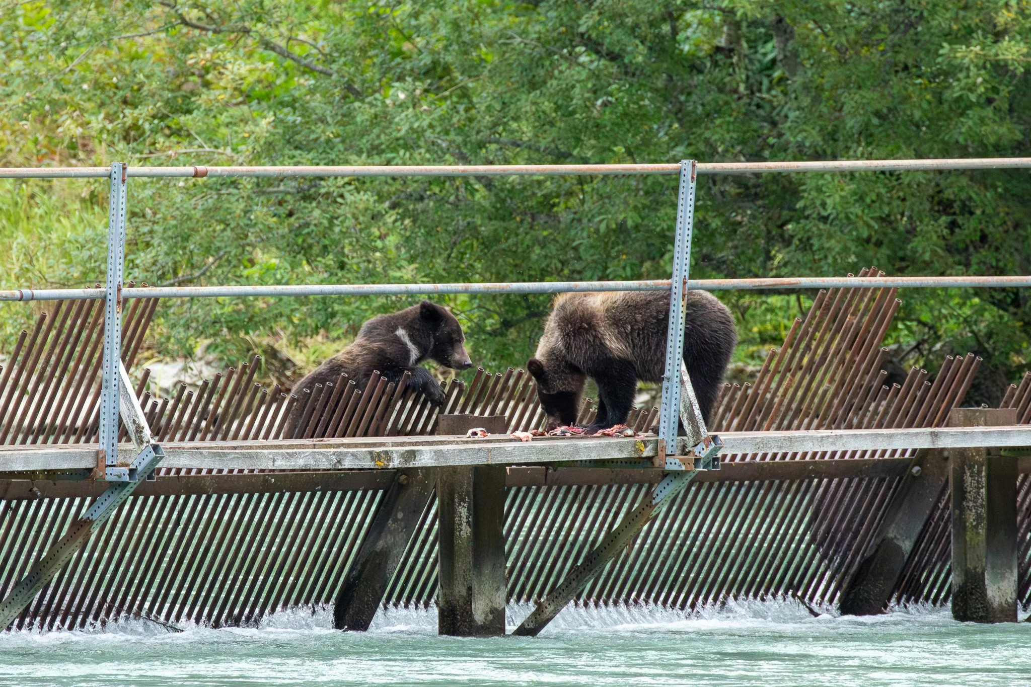 Lulu's cubs, Haines, AK August 2023