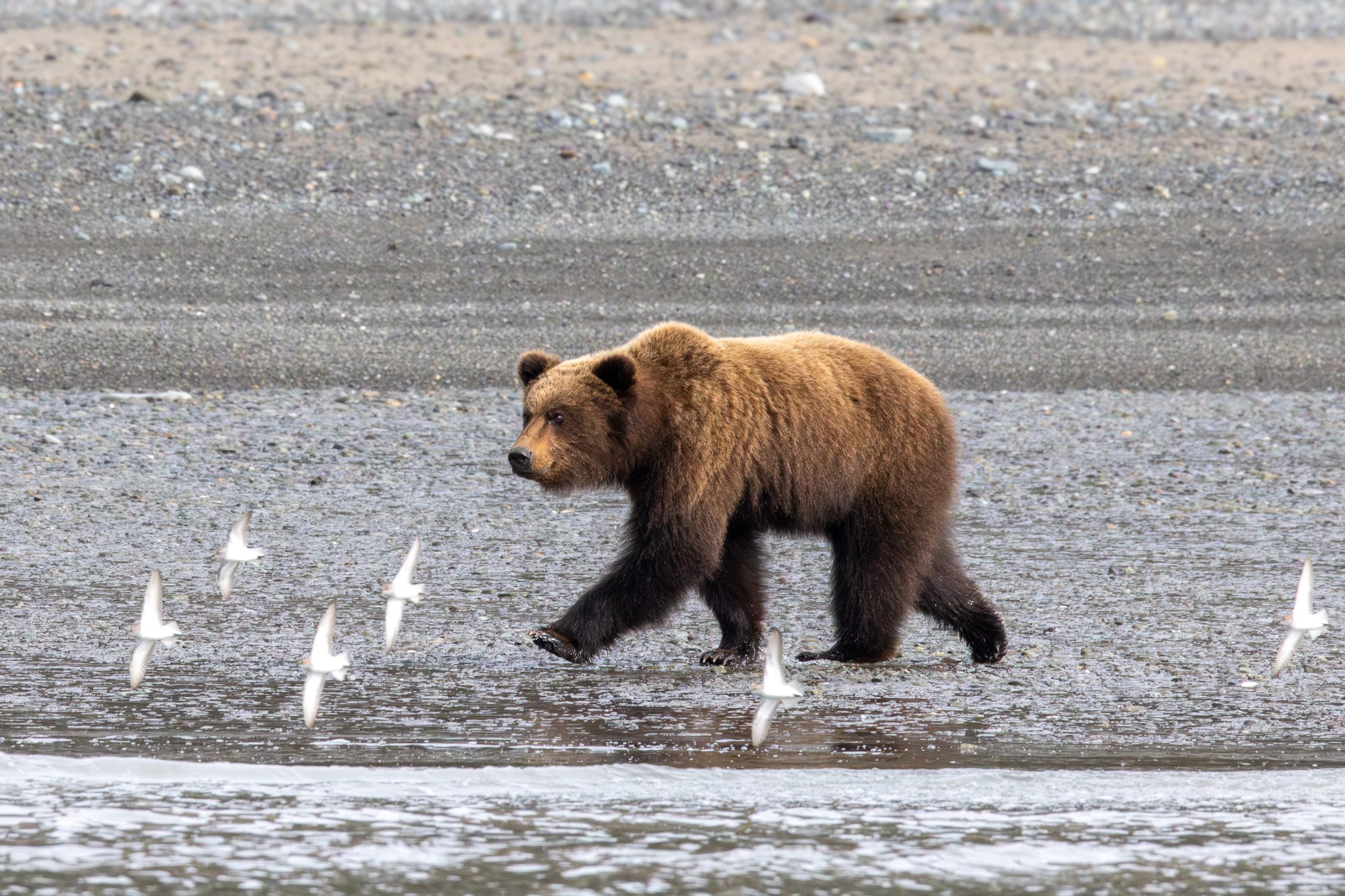 Chinitna Bay, Lake Clark NP