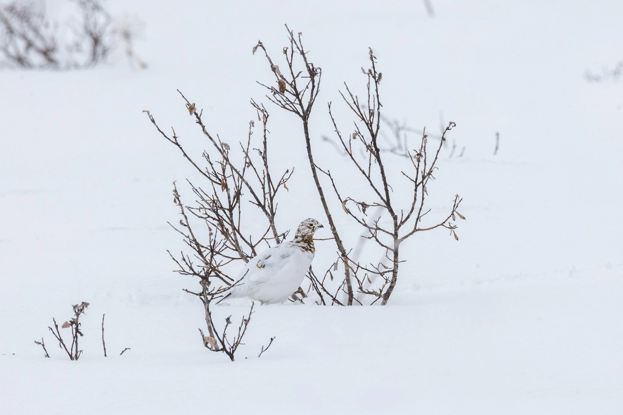 Willow Ptarmigan