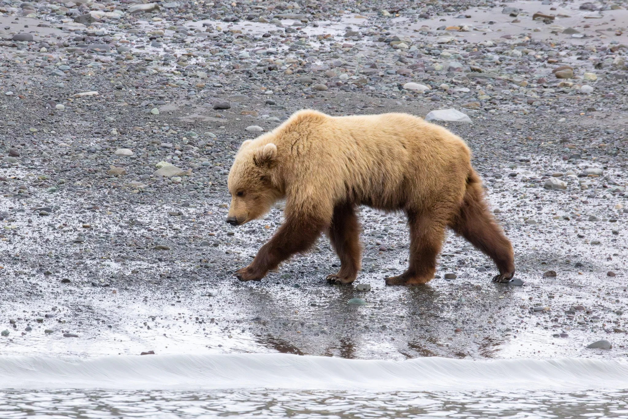 Chinitna Bay, Lake Clark NP