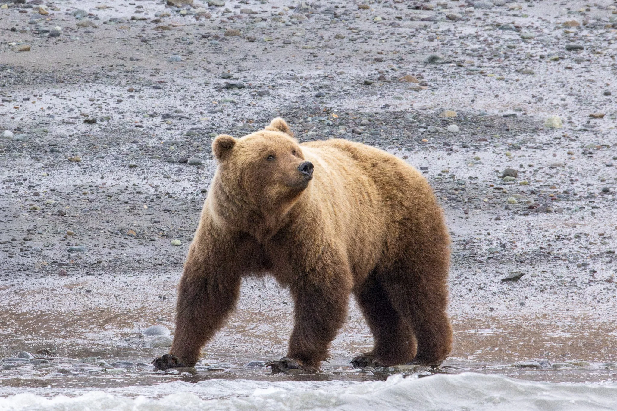 Coastal Brown Bear