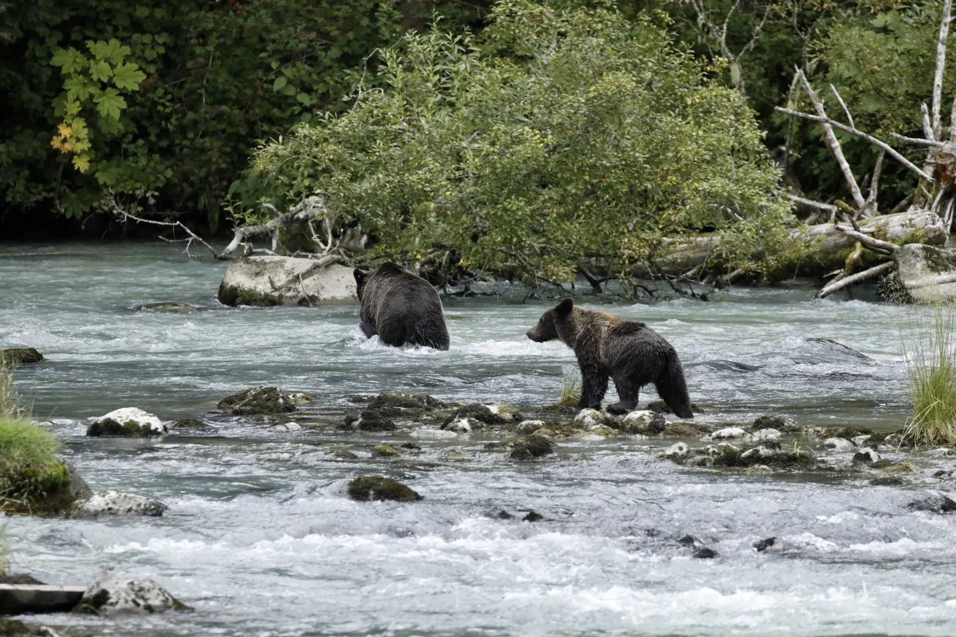 Lulu & cub, Haines, AK