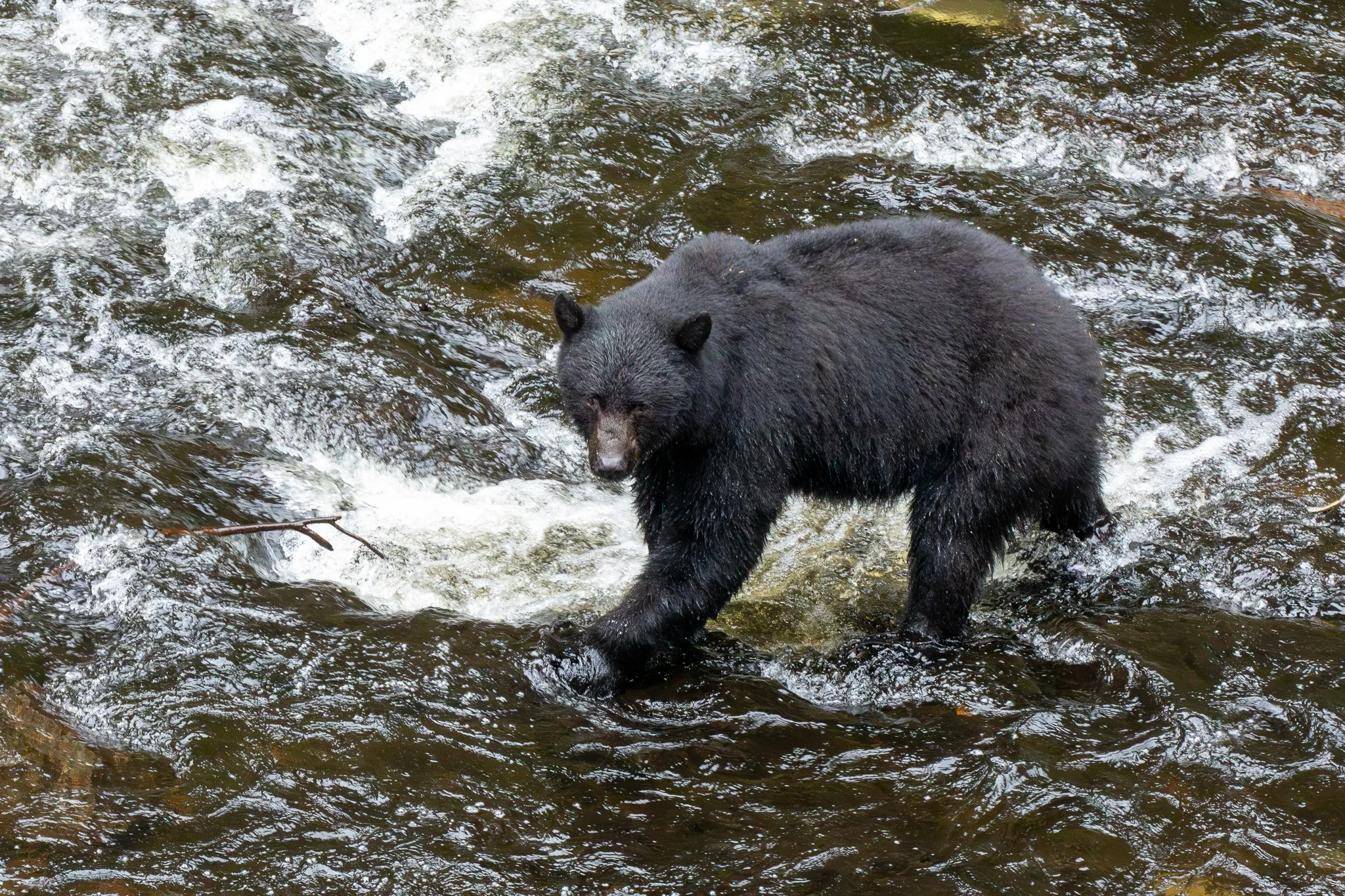 Black Bear - Tongass National Forest, AK