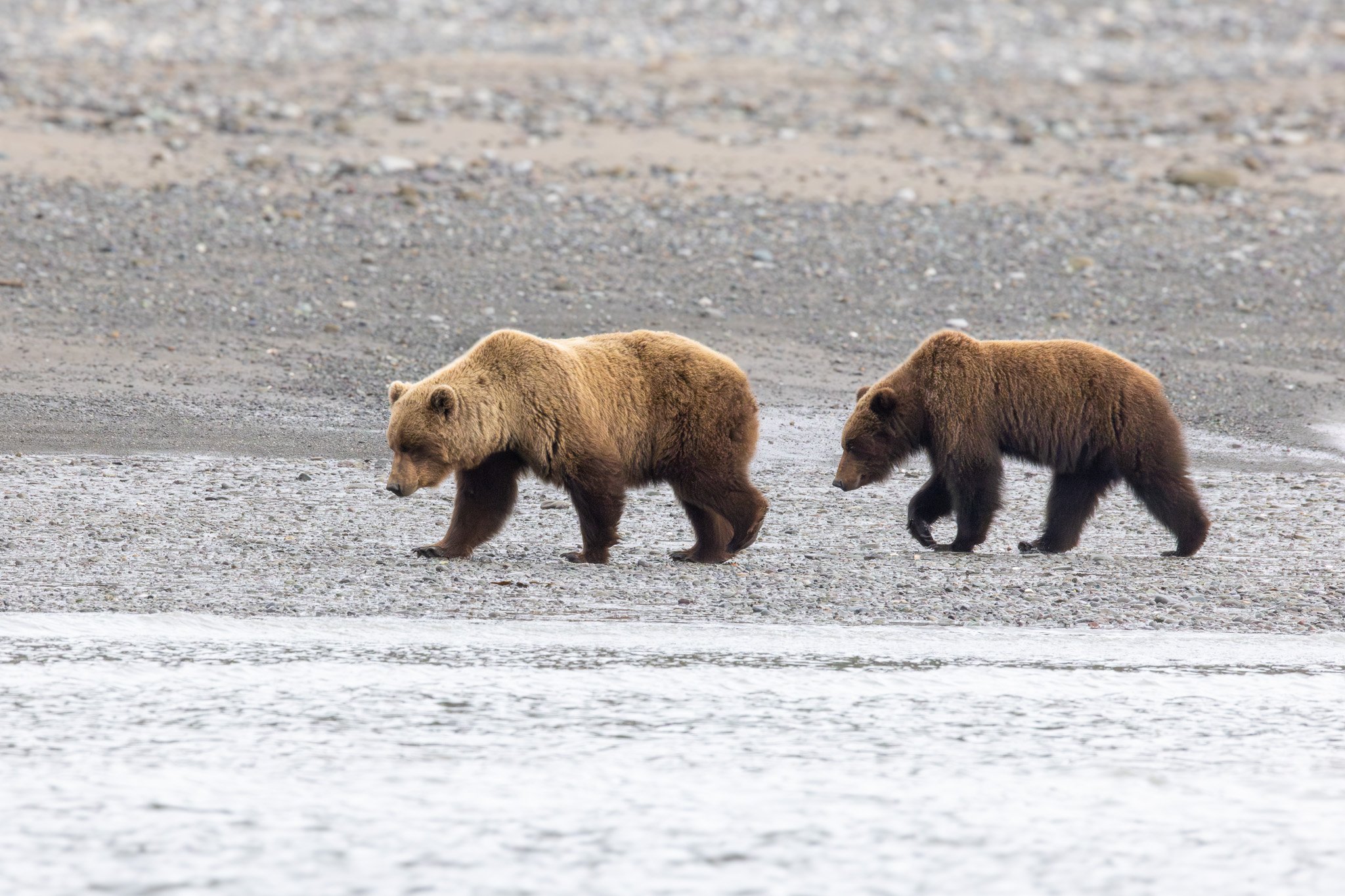 Chinitna Bay, Lake Clark NP