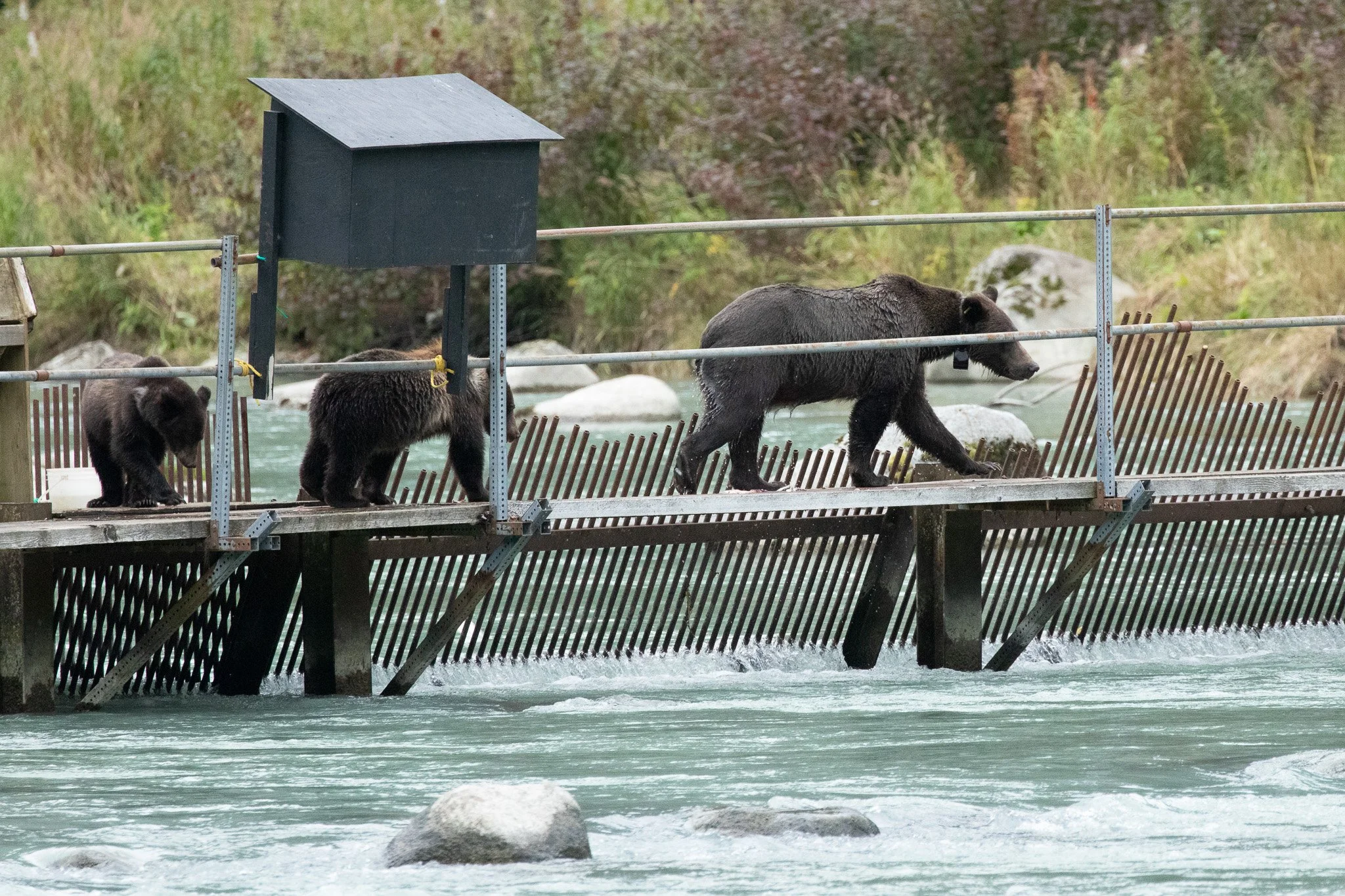 Lulu & cubs, Haines, AK, August, 2023