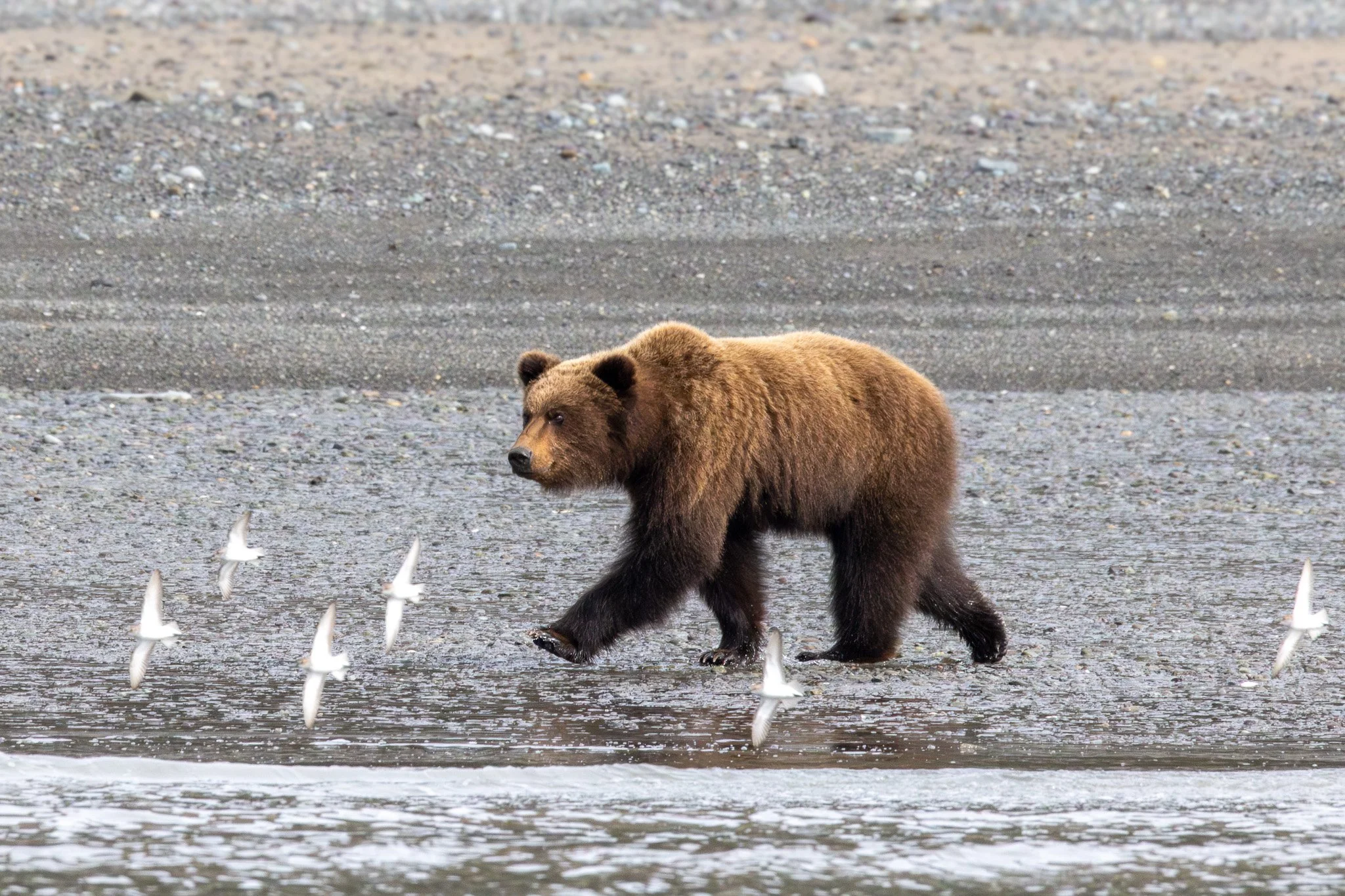 Coastal Brown Bear