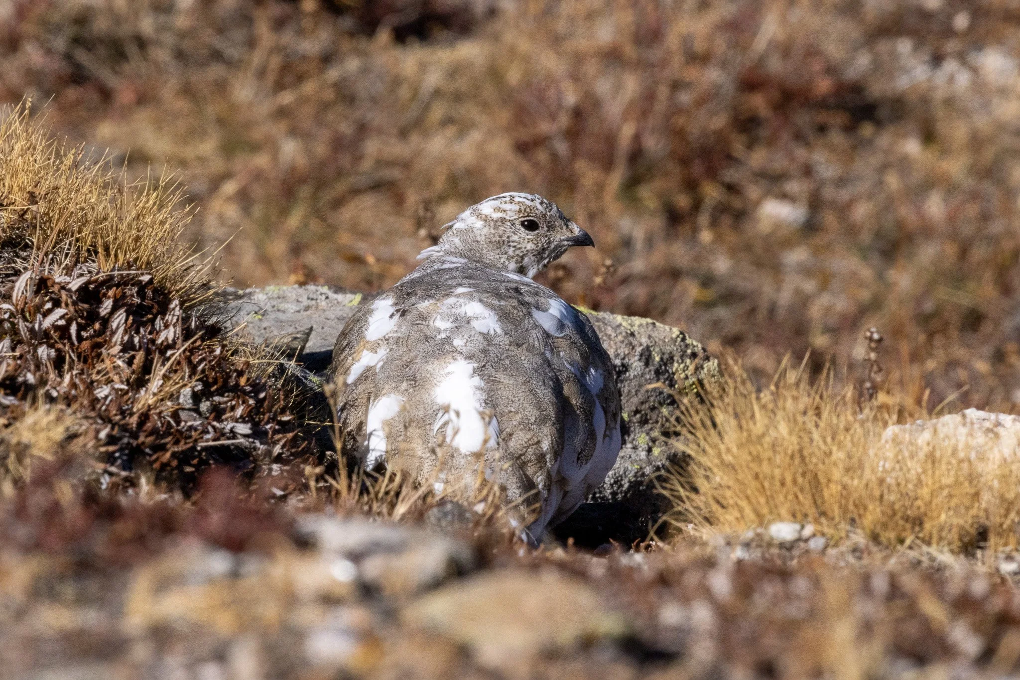 White-tailed Ptarmigan, Rocky Mountain NP, Colorado