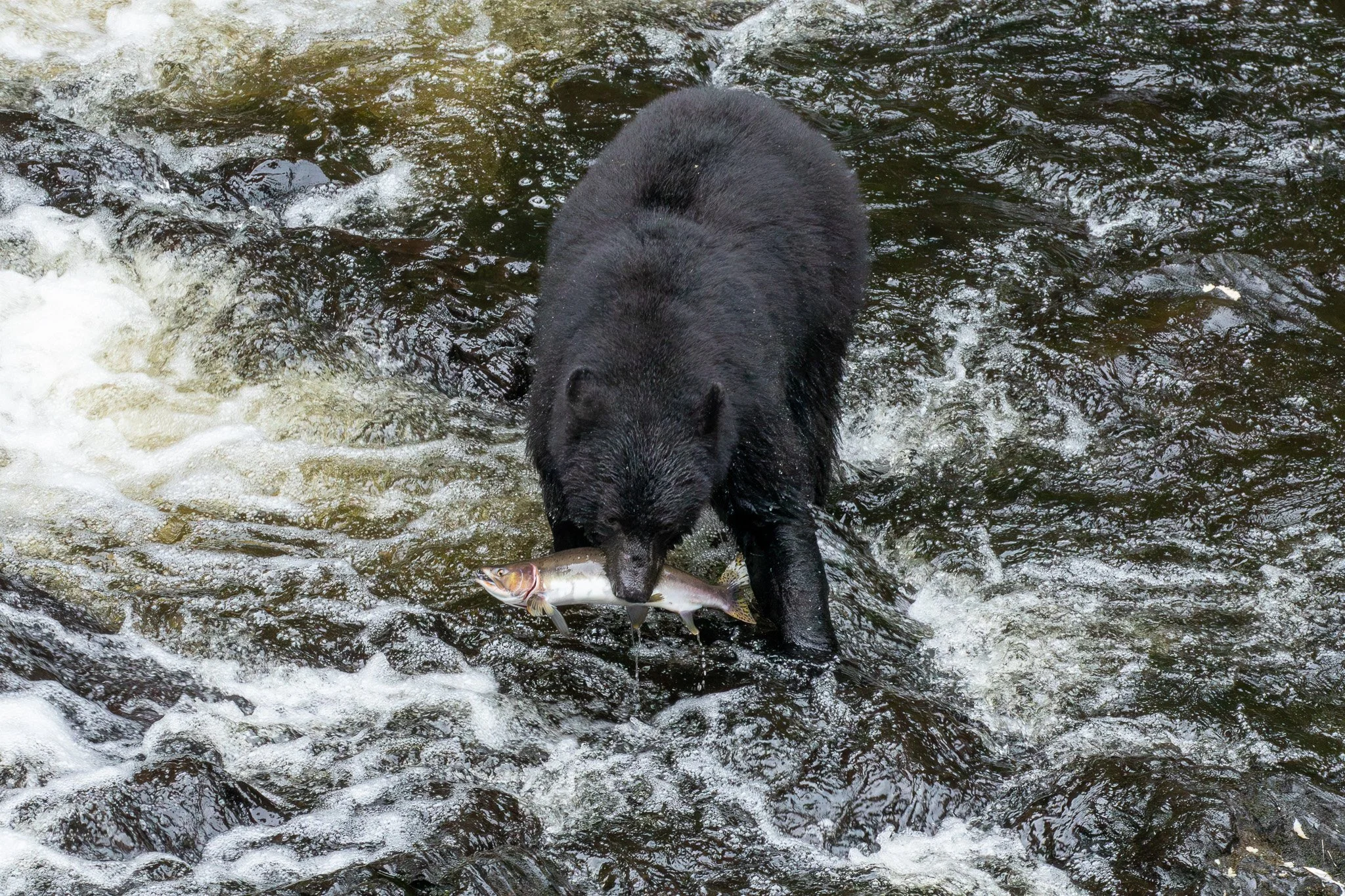 Black Bear - Tongass National Forest, AK
