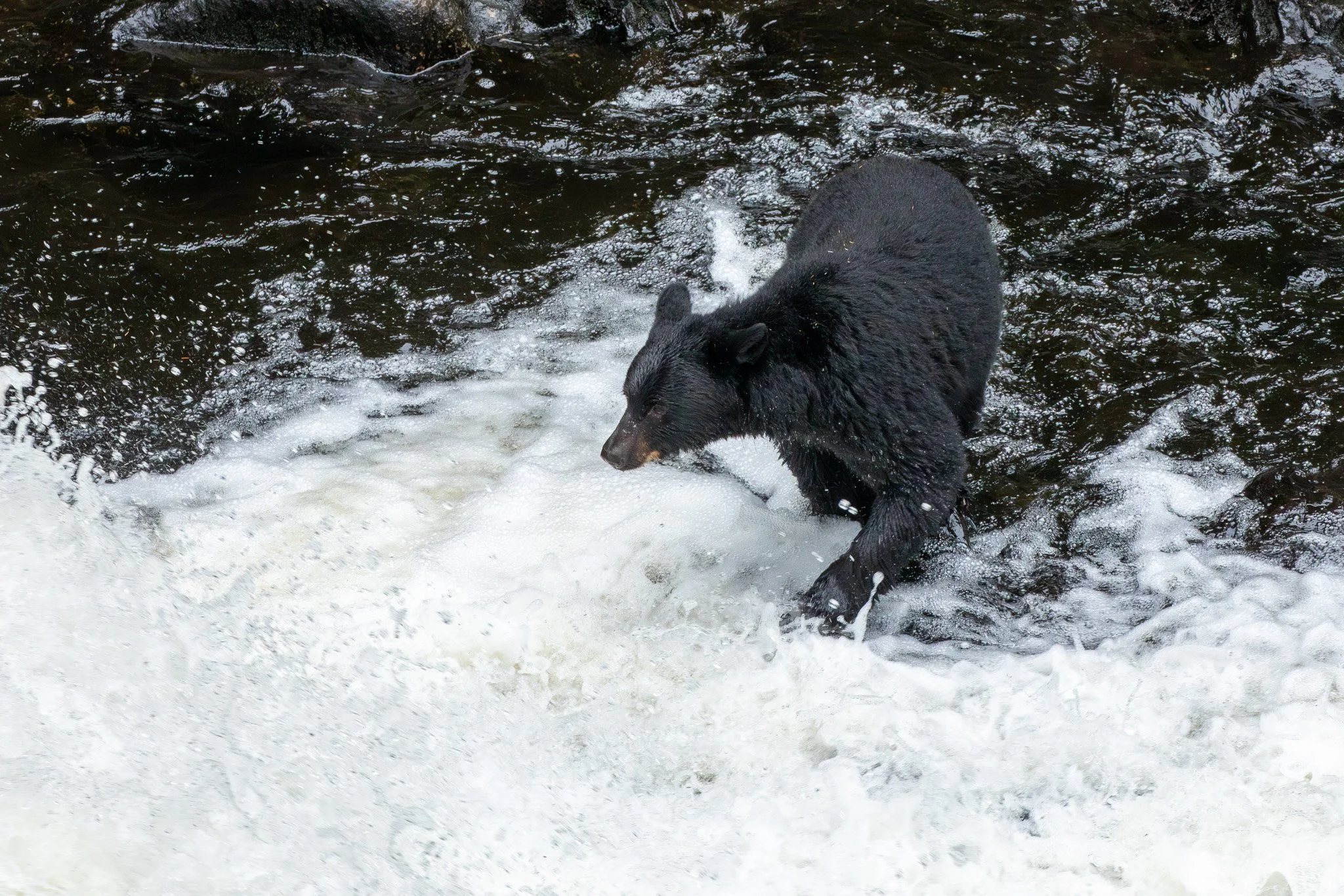 Black Bear - Tongass National Forest, AK
