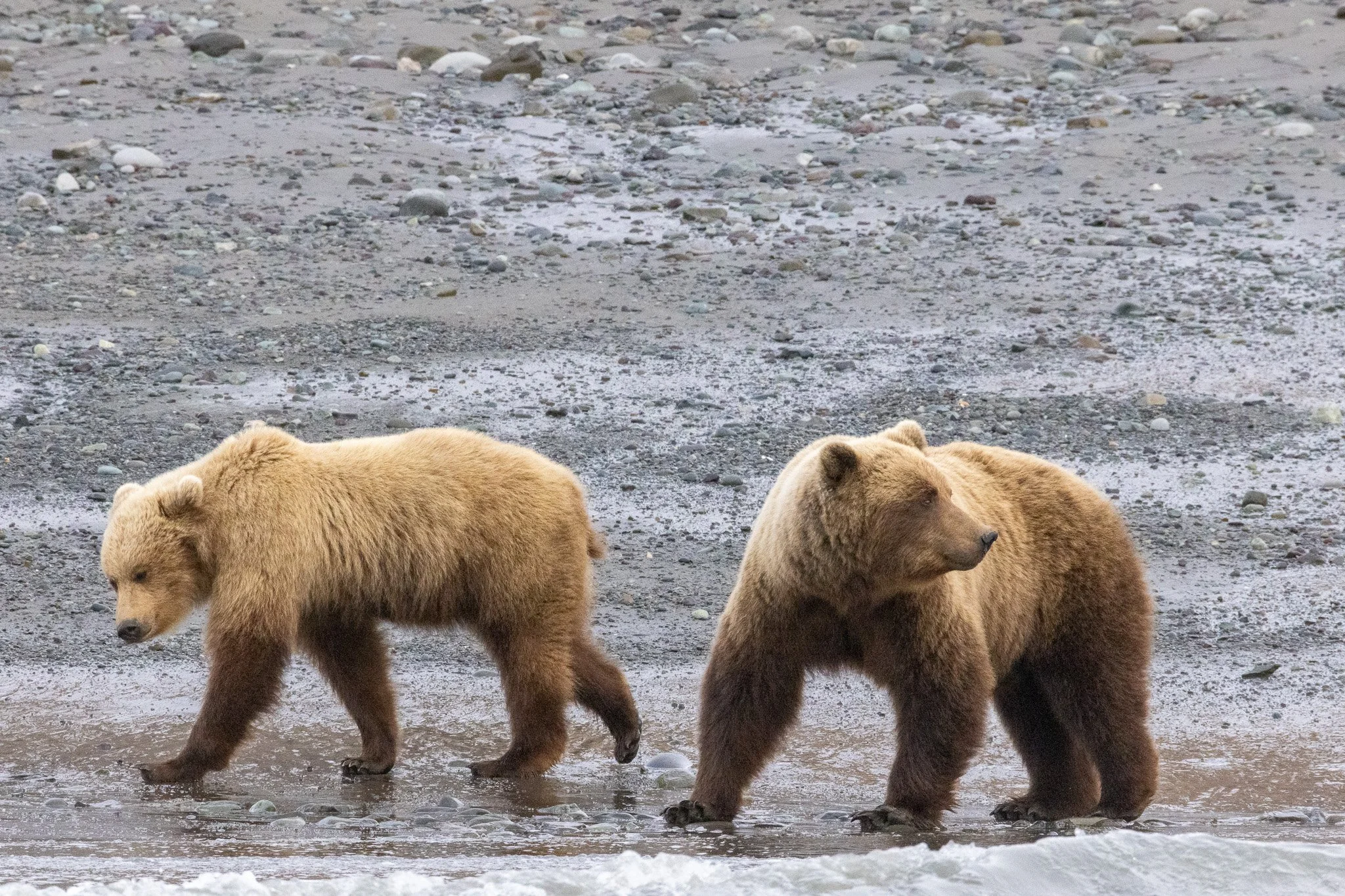 Chinitna Bay, Lake Clark NP