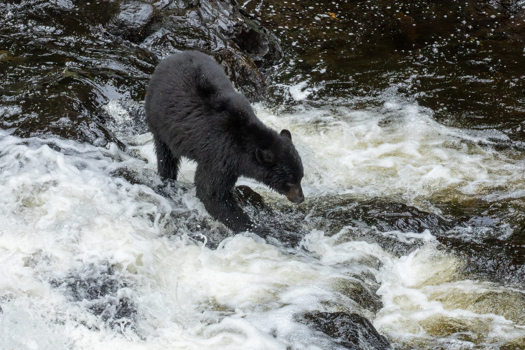 Black Bear - Tongass National Forest, AK