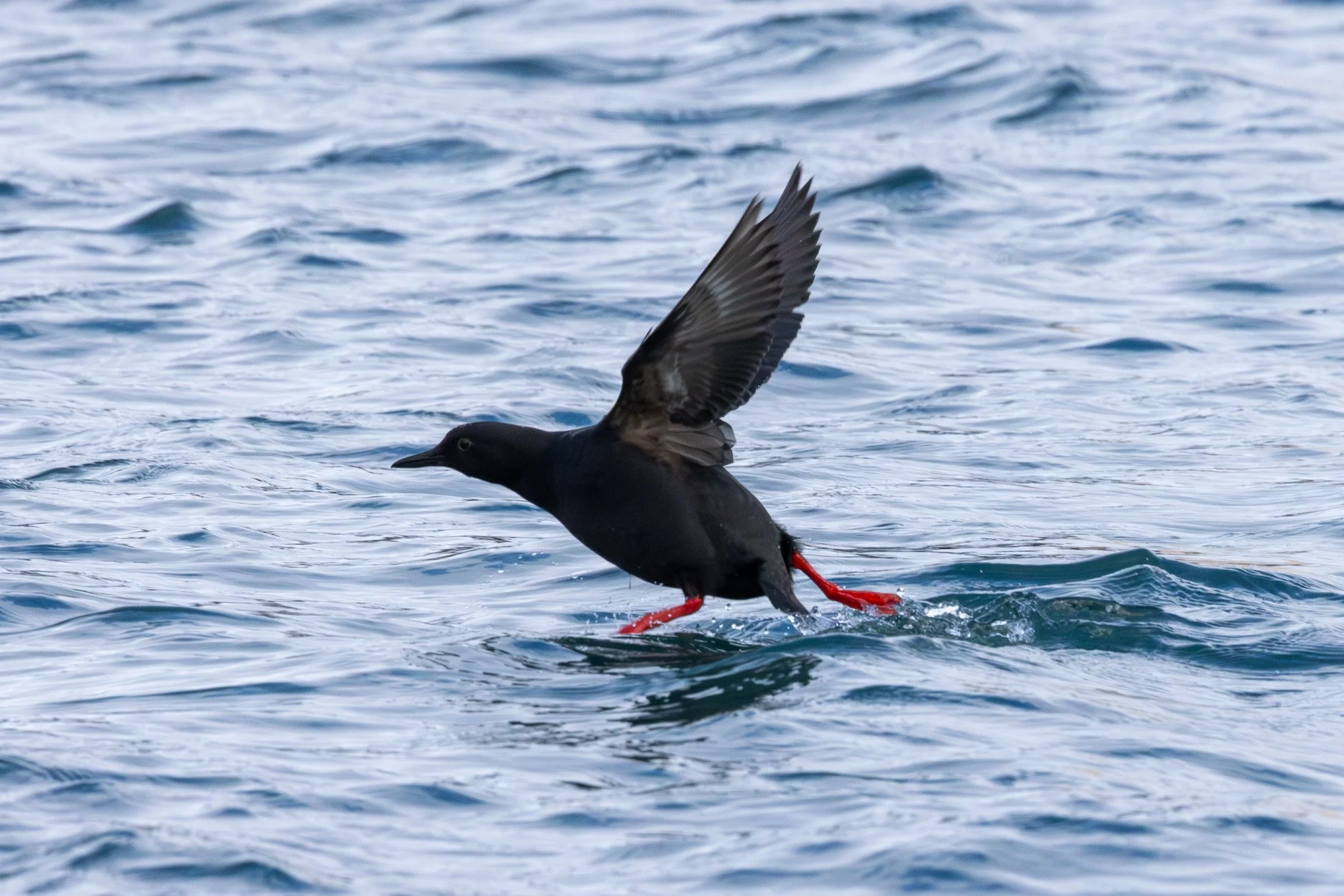 Pigeon Guillemot