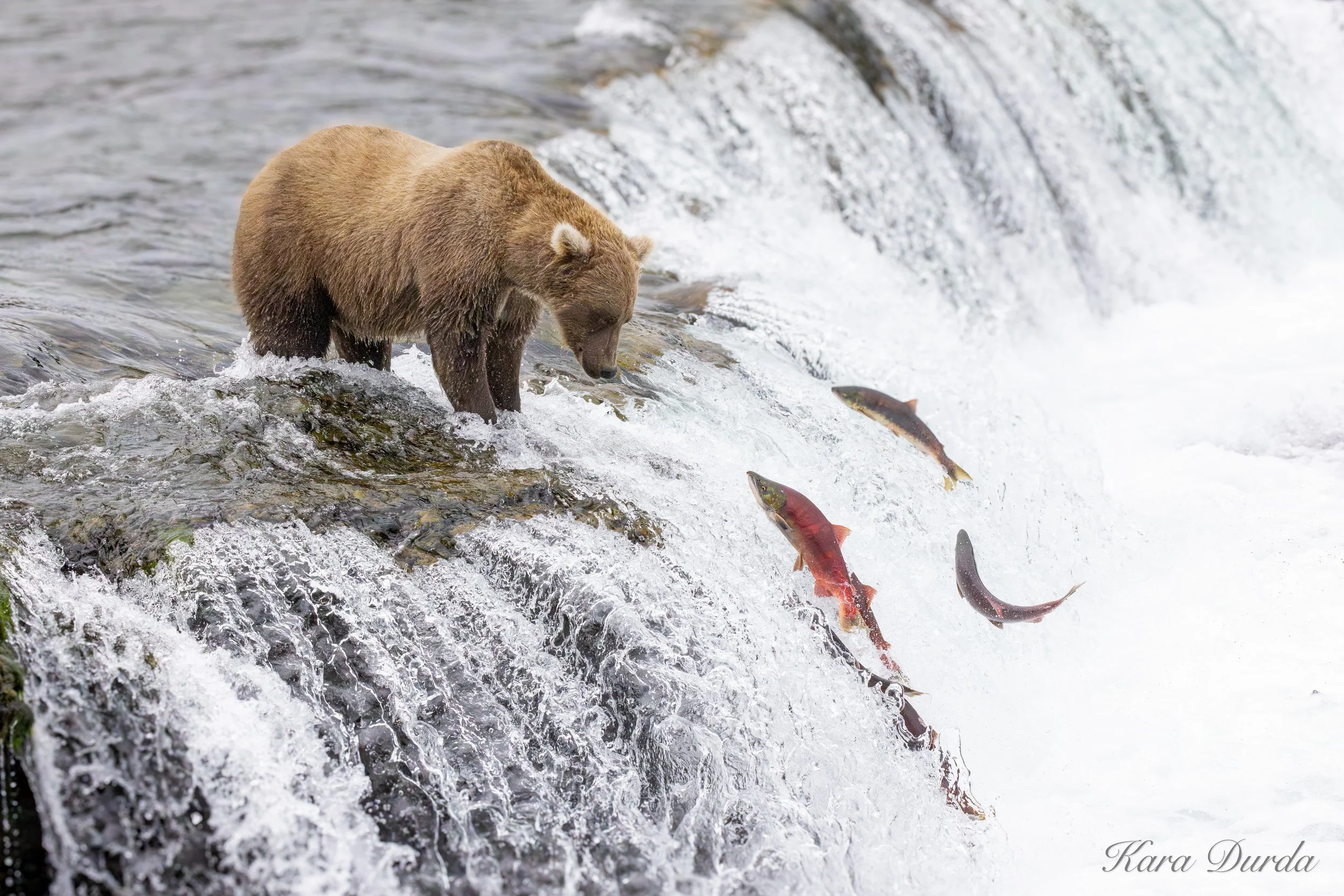 429 Studious, Katmai National Park, August 2025