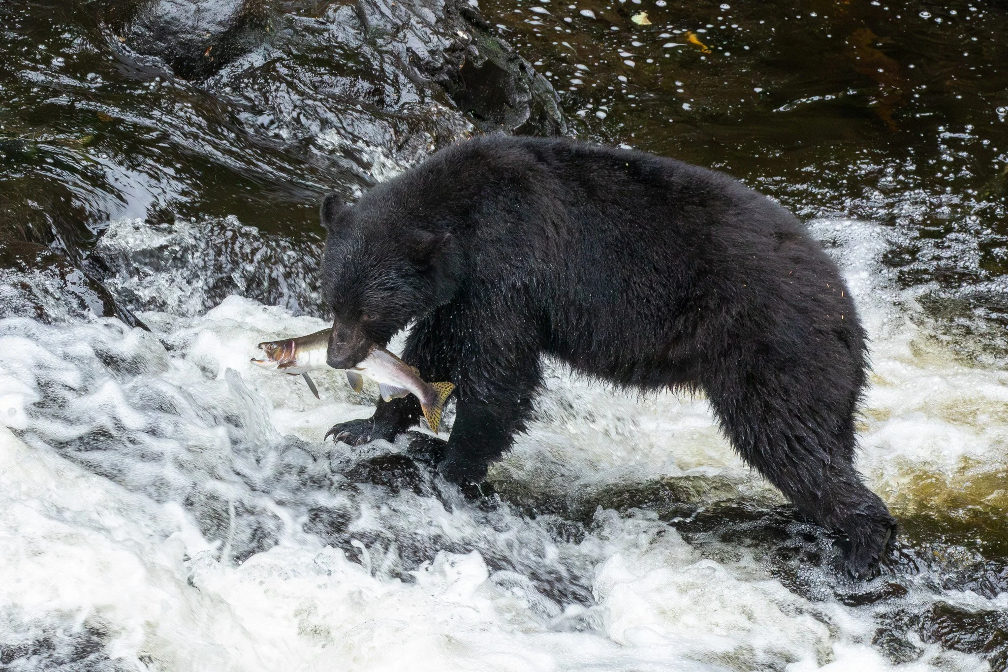 Black Bear - Tongass National Forest, AK