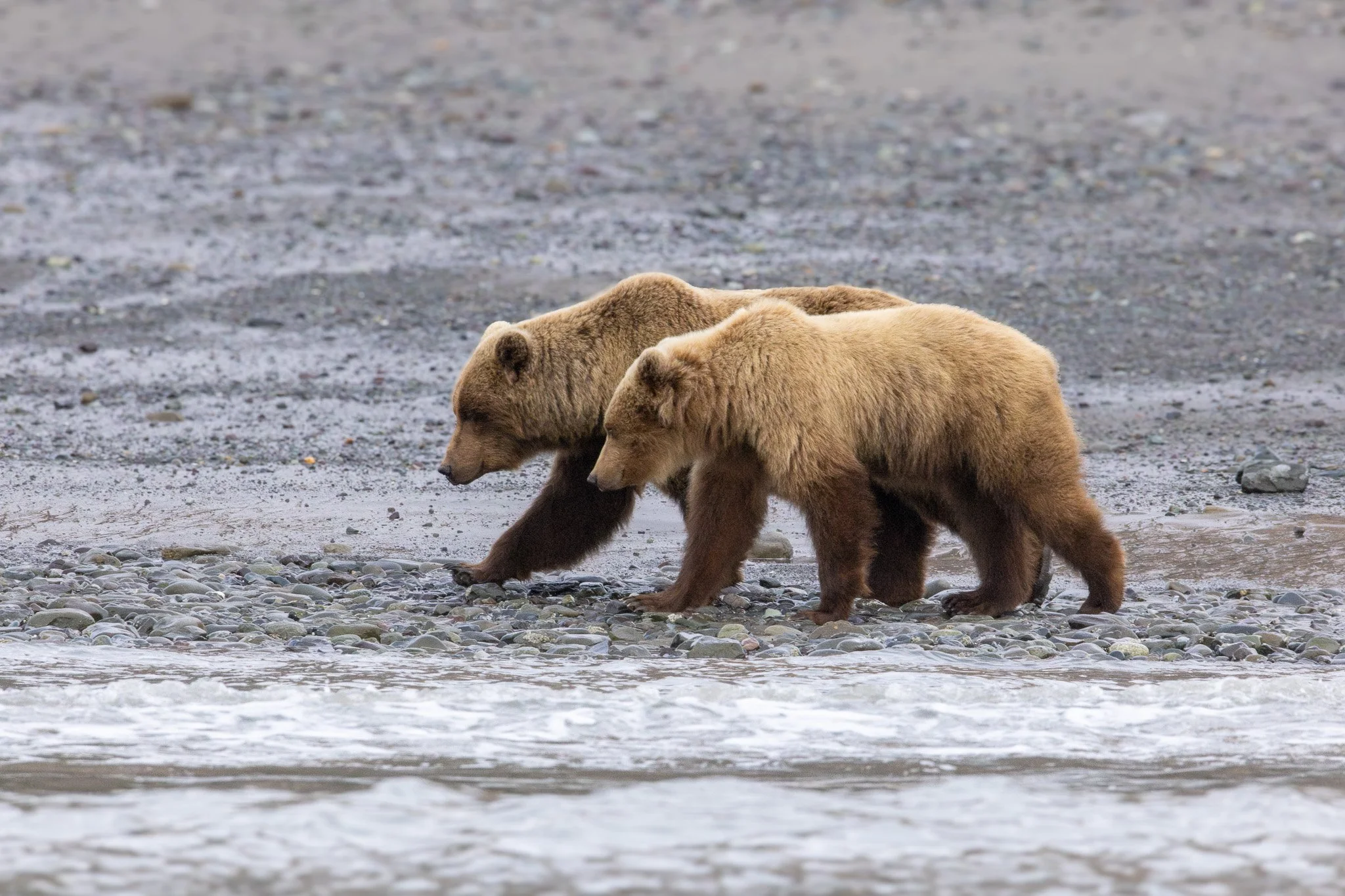 Chinitna Bay, Lake Clark NP