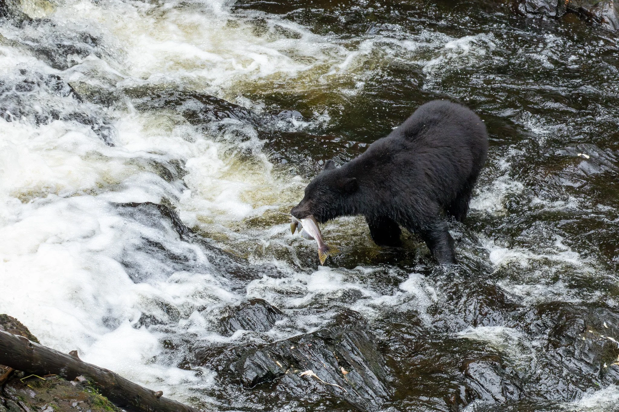 Black Bear - Tongass National Forest, AK