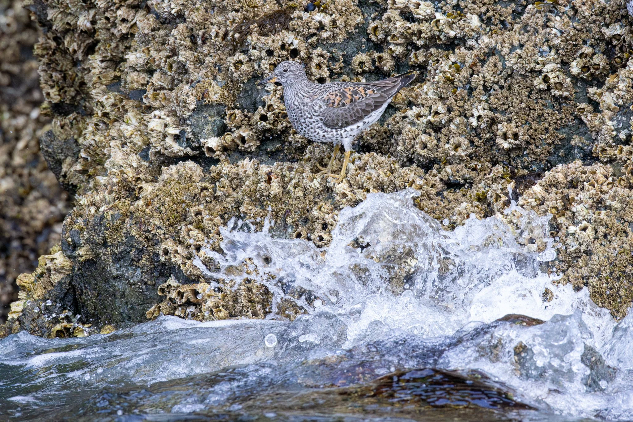 Surfbird