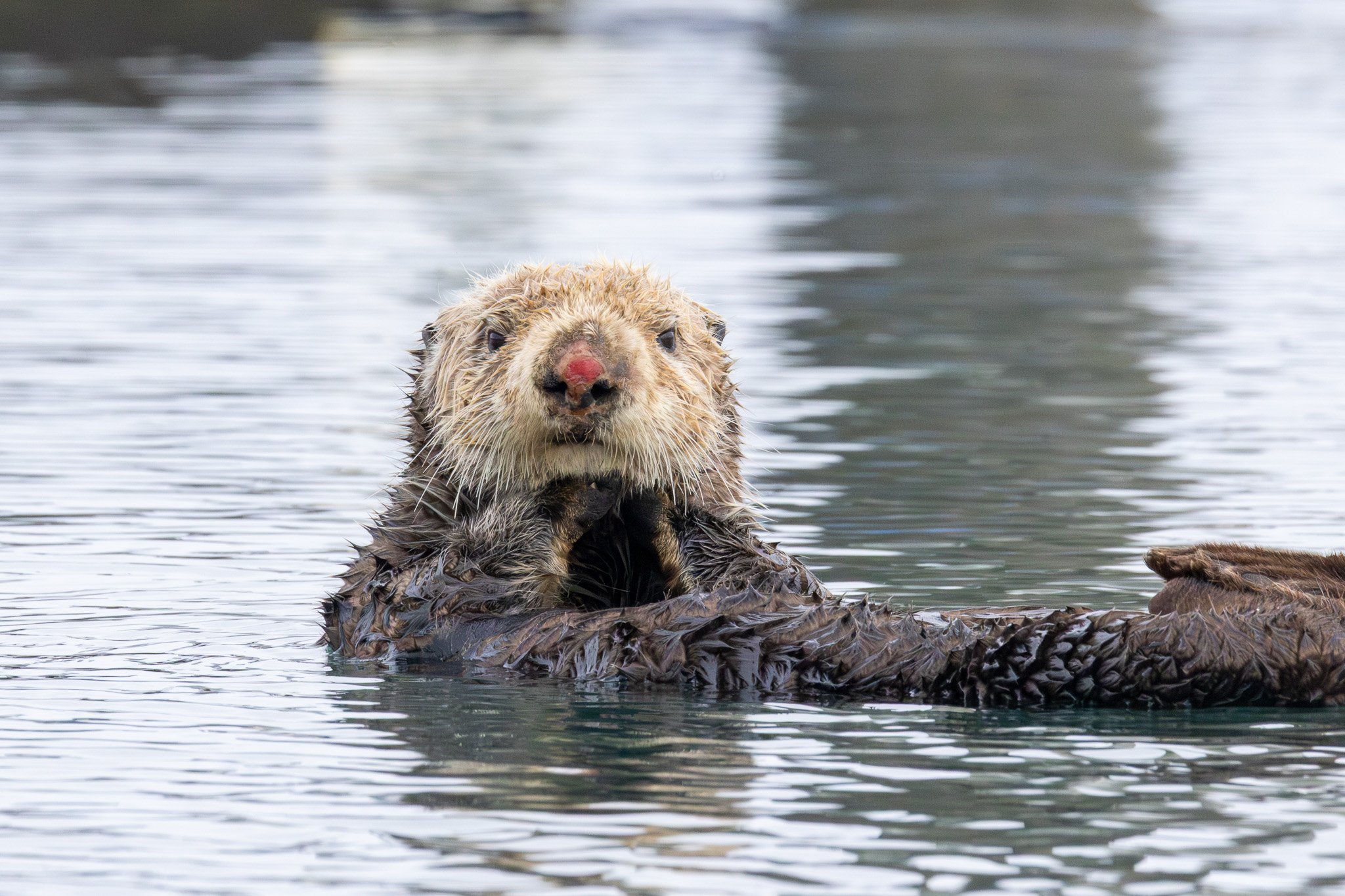 Sea Otter