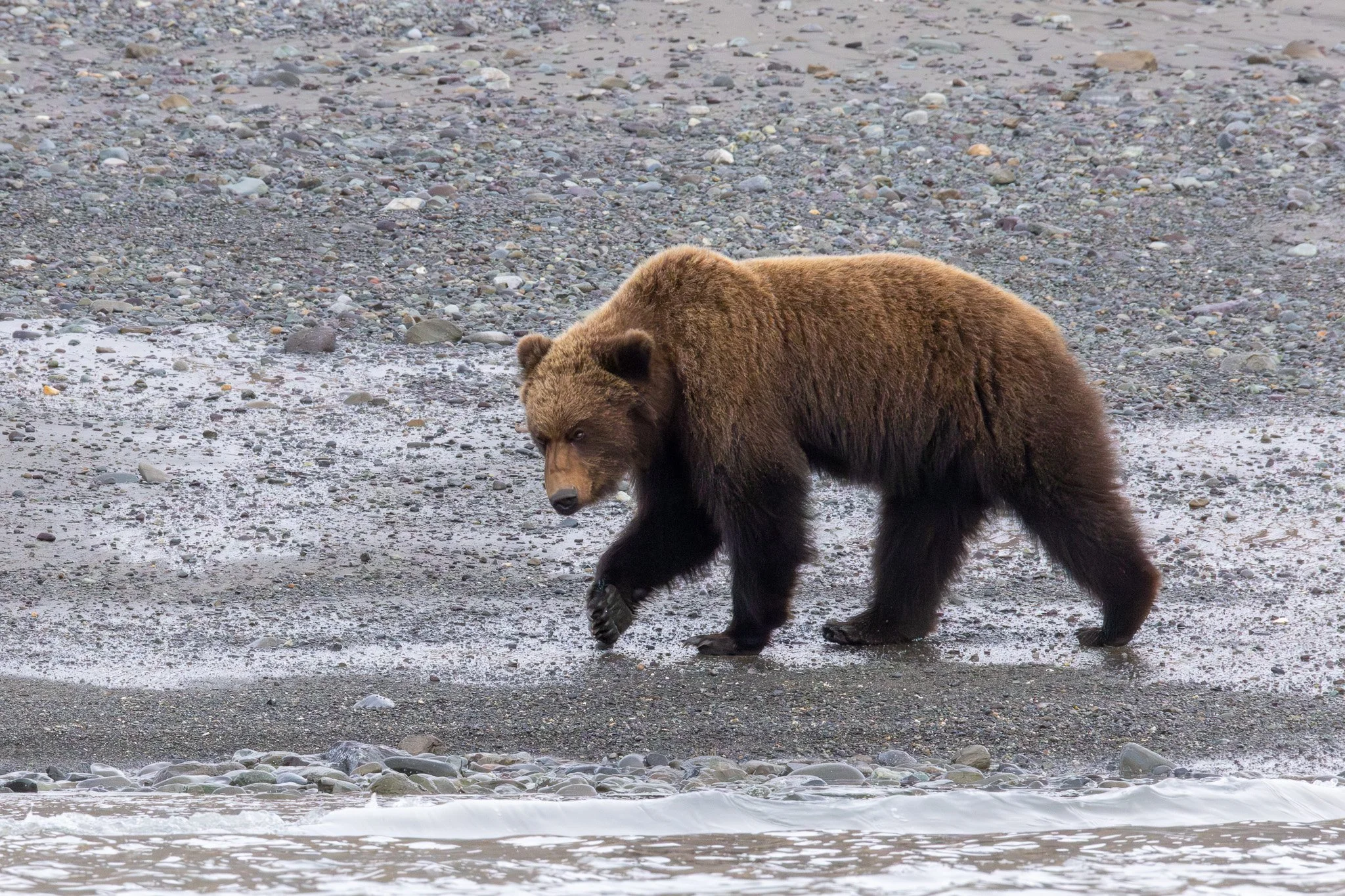Chinitna Bay, Lake Clark NP