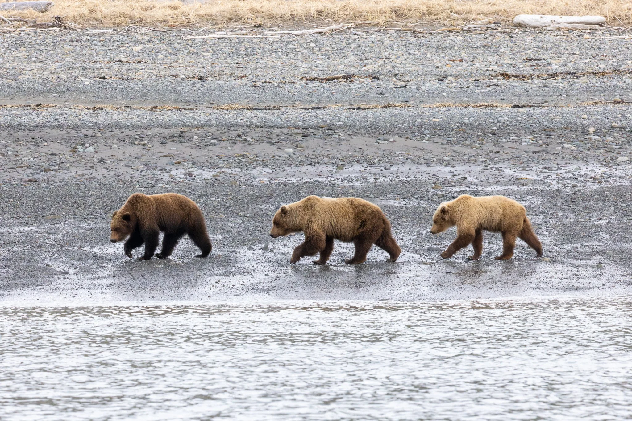 Coastal Brown Bear