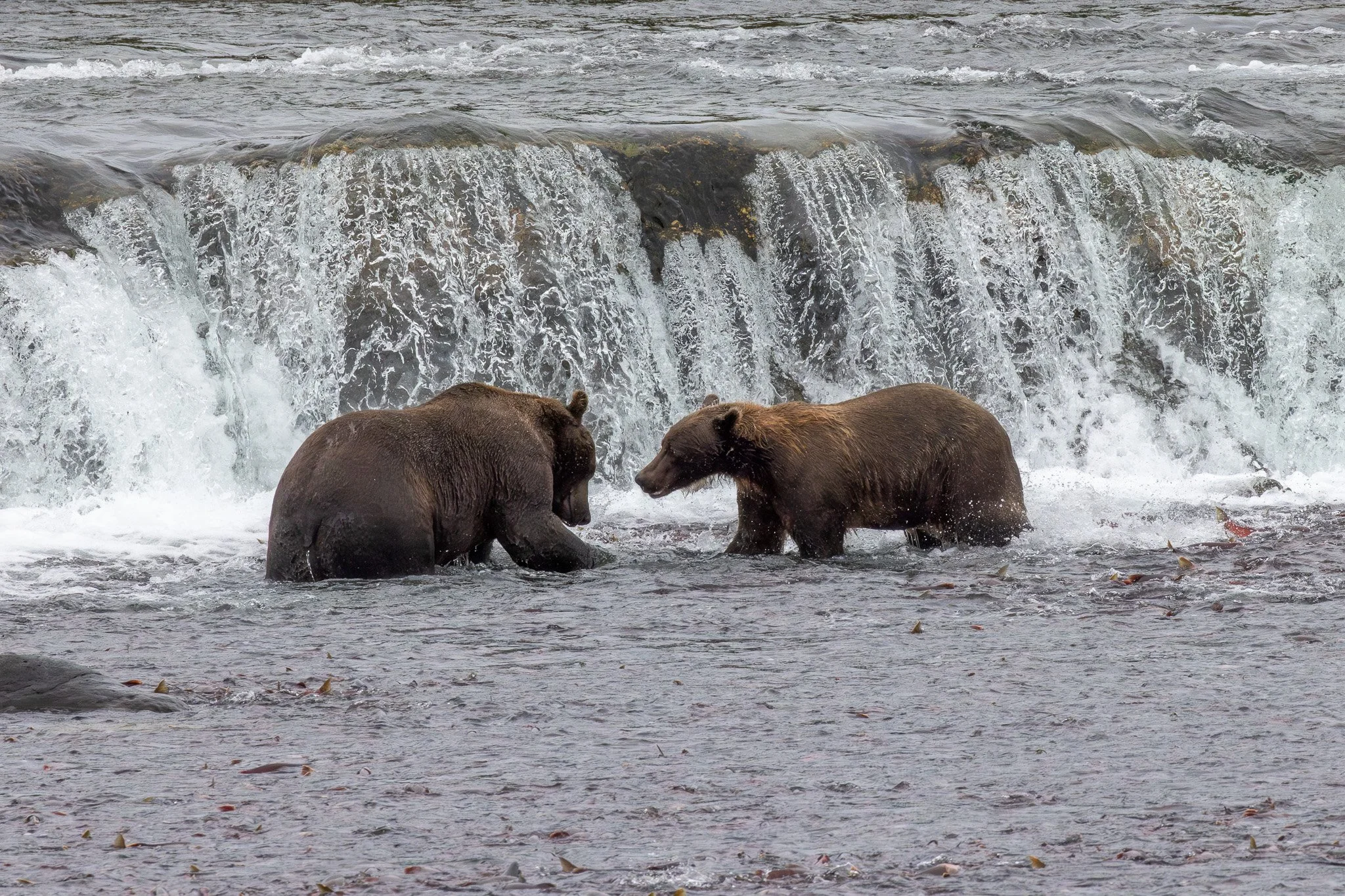 Coastal brown bears, Katmai NP