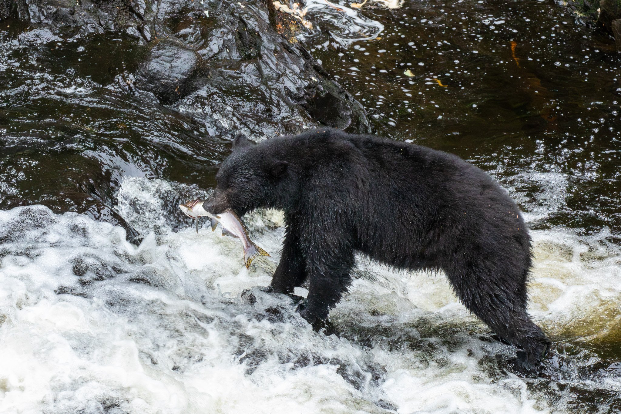 Black Bear - Tongass National Forest, AK