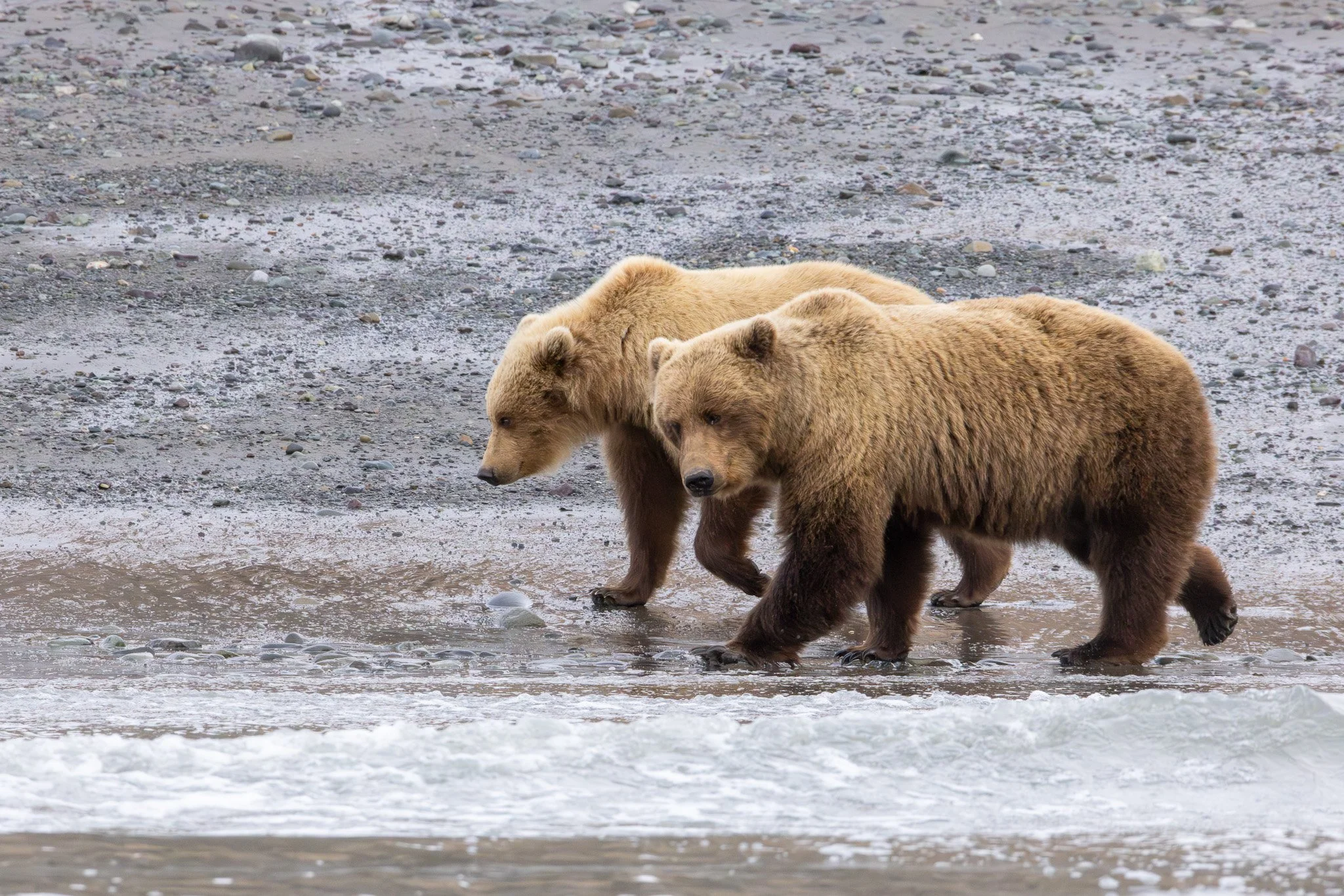 Chinitna Bay, Lake Clark NP