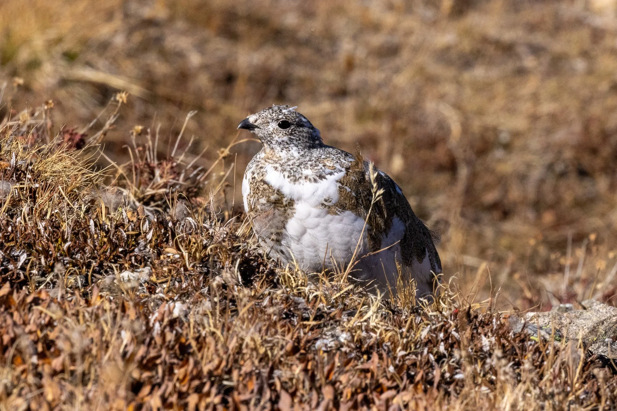 White-tailed Ptarmigan, Rocky Mountain NP, Colorado