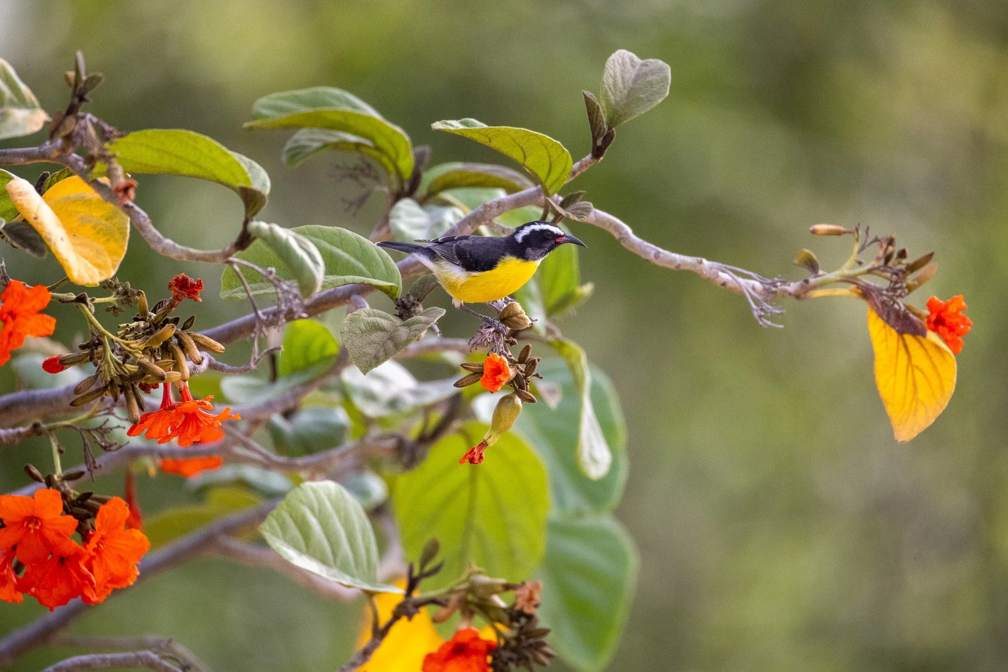 Bananaquit, Curacao