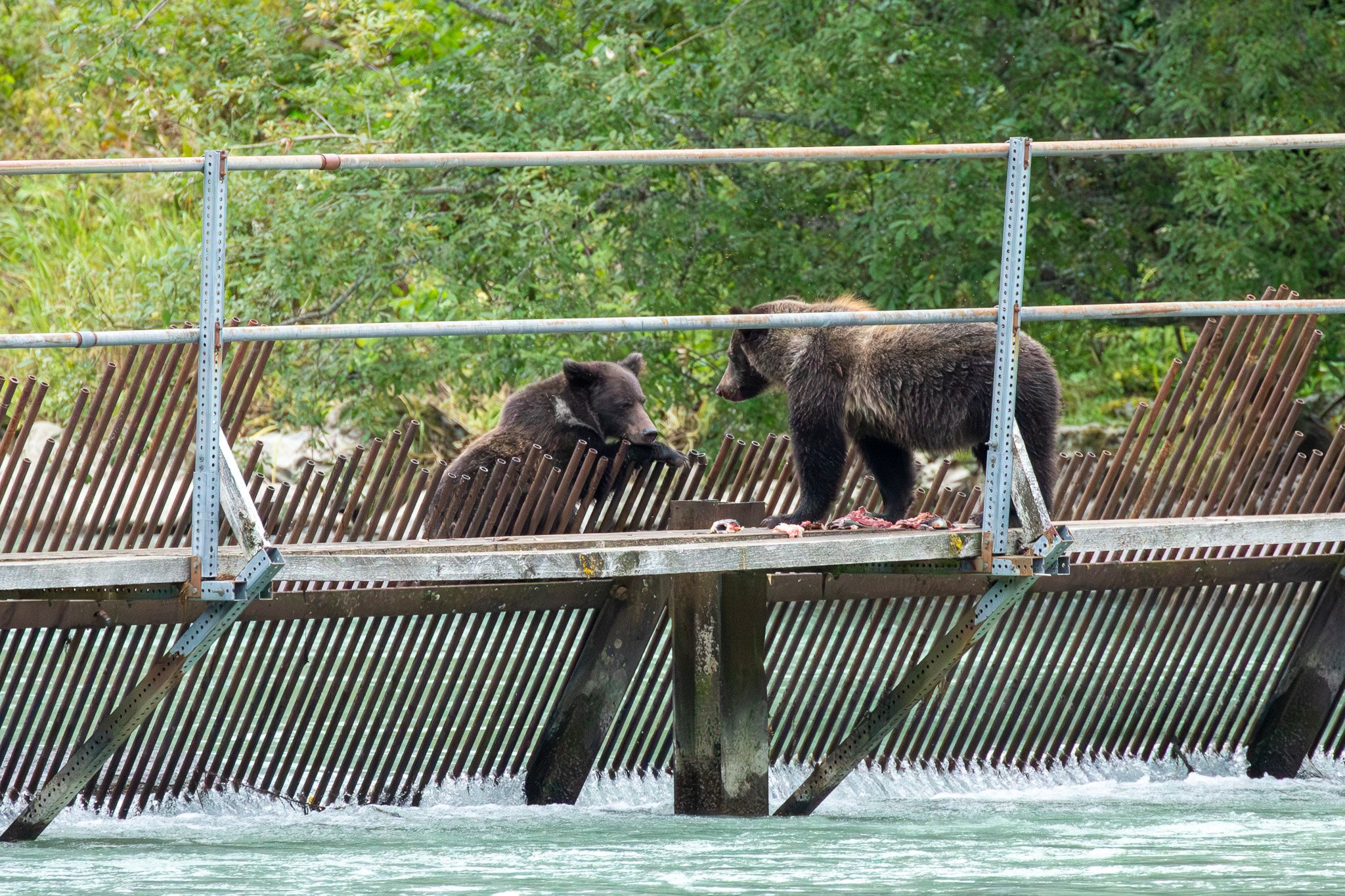 Lulu's cubs, Haines, AK August 2023