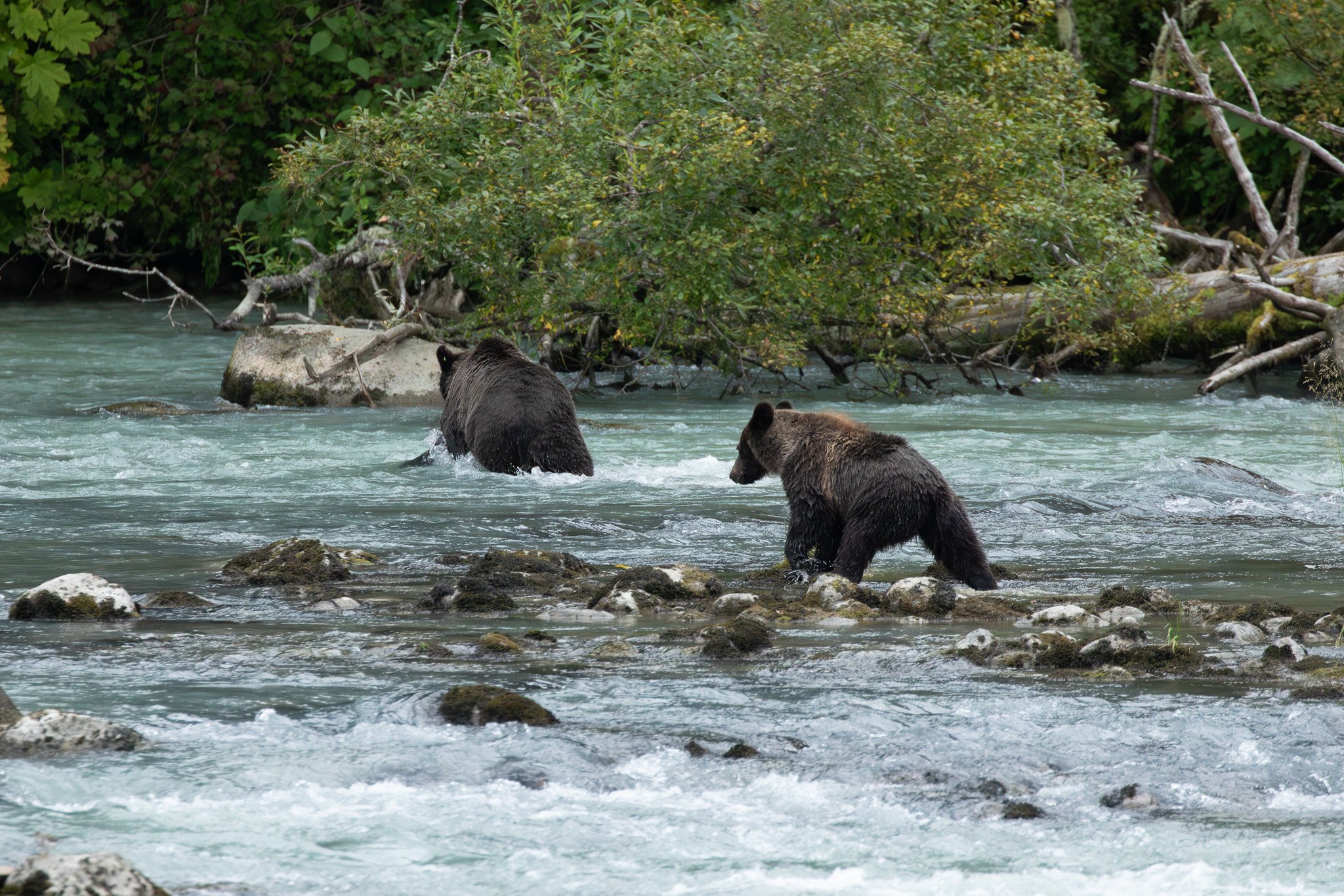 Lulu & cub, Haines, AK August 2023