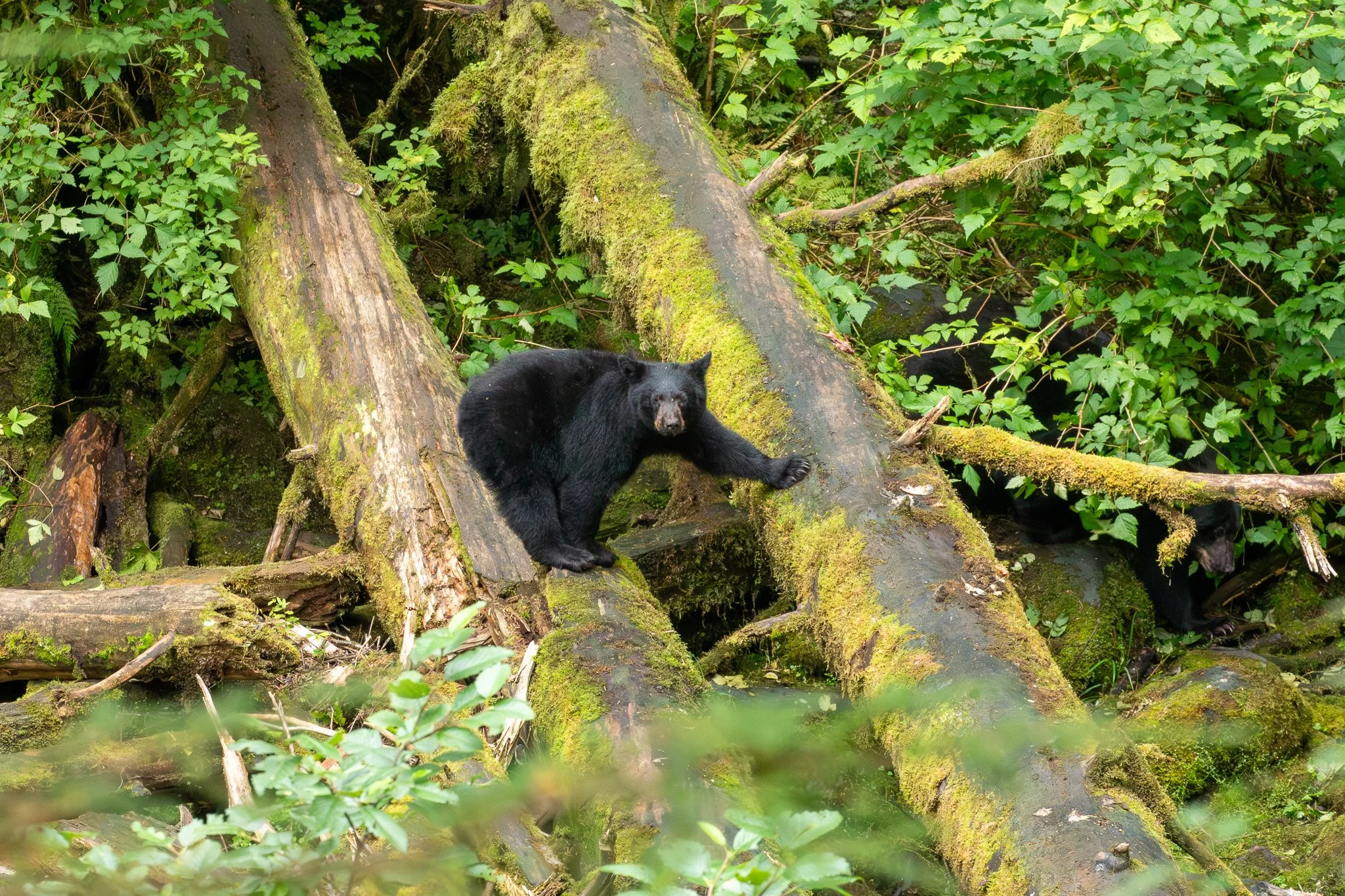 Black Bear - Tongass National Forest, AK