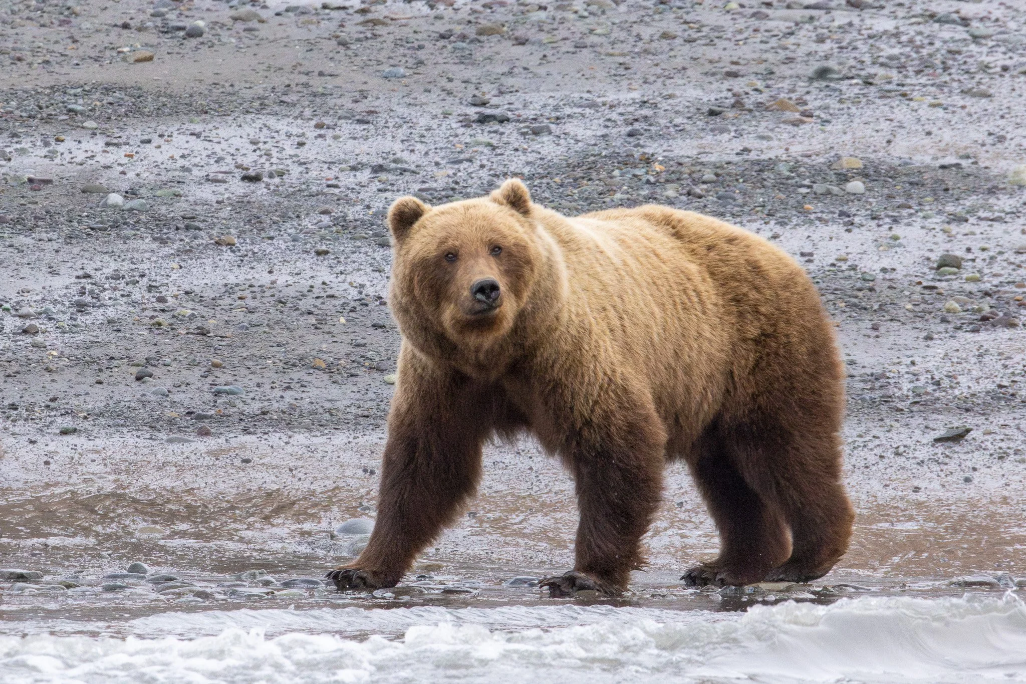Chinitna Bay, Lake Clark NP