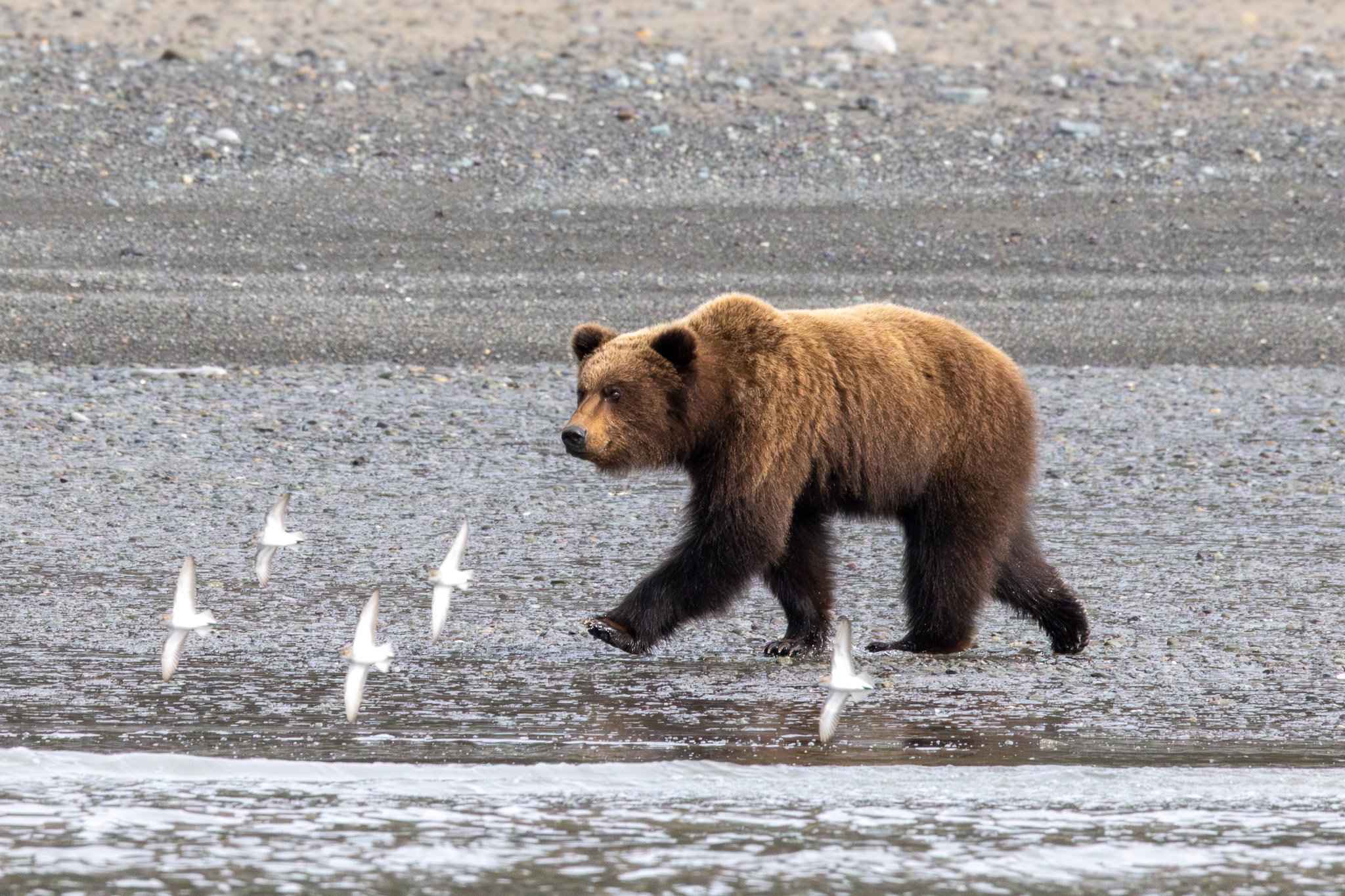 Coastal Brown Bears