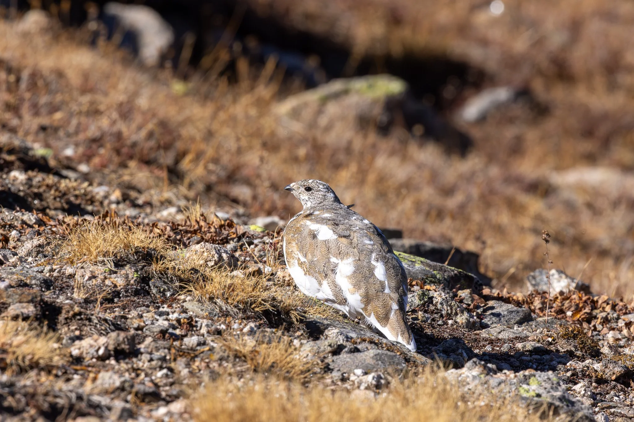 White-tailed Ptarmigan, Rocky Mountain NP, Colorado